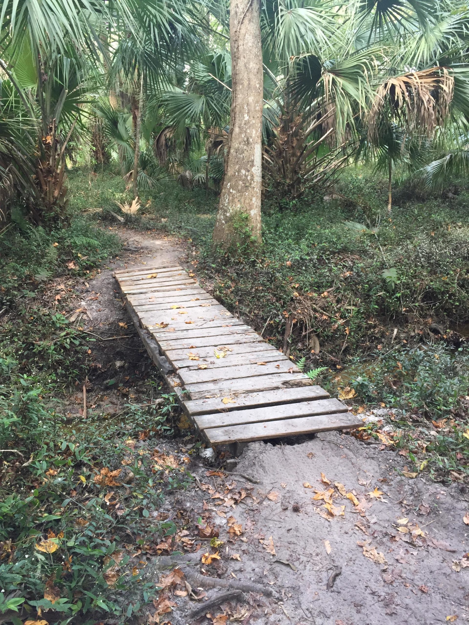 A wooden footbridge spanning a small creek, surrounded by dense green foliage and palm trees in a natural setting. The ground is littered with fallen leaves and features sandy patches, indicating a pathway through a tropical or subtropical environment. Soldier Creek Park mountain bike trail.
