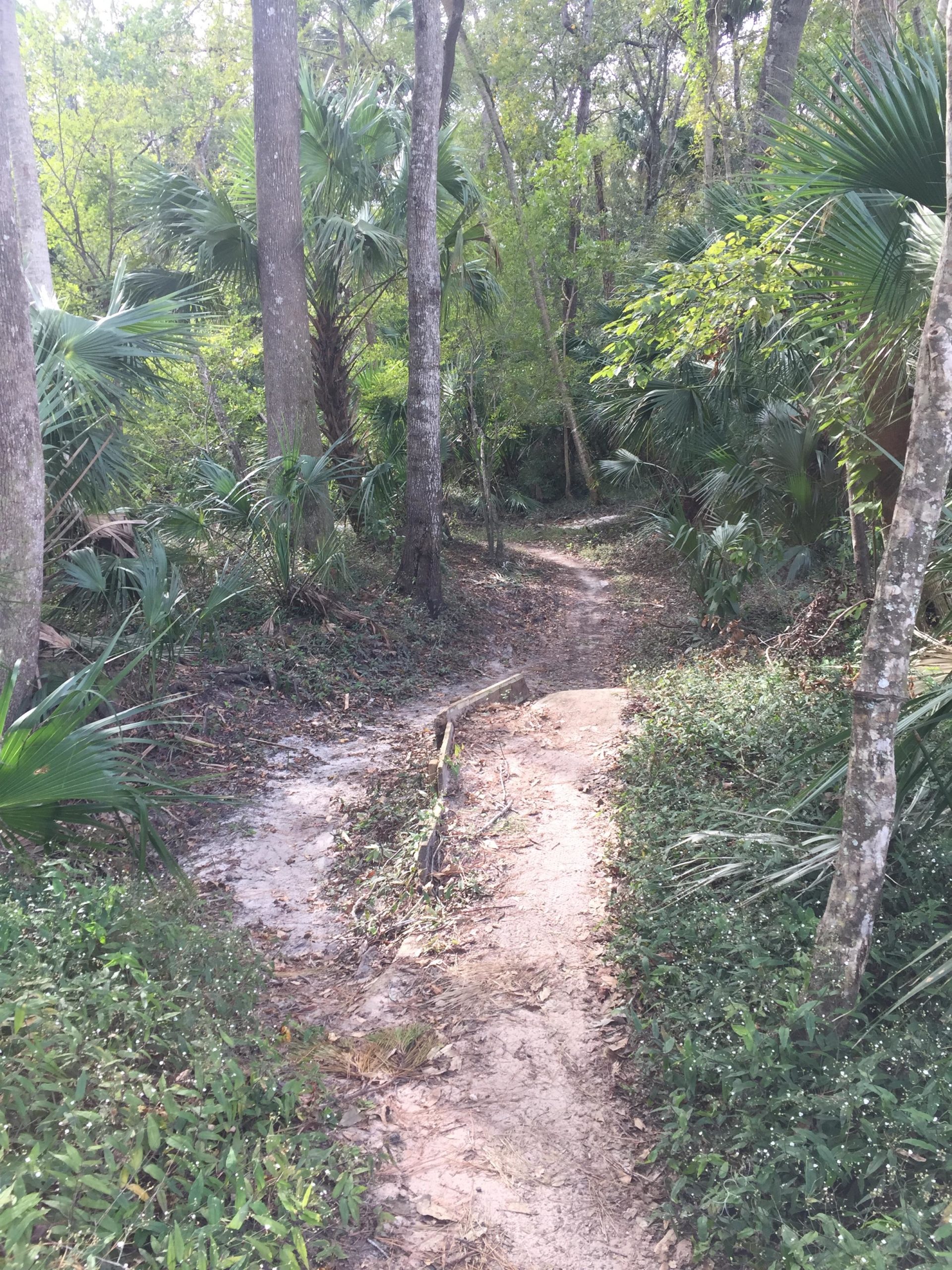 A narrow, winding dirt trail surrounded by lush greenery, including tall trees and tropical plants, leading deeper into a serene forested area. Soldier Creek Park mountain bike trail.