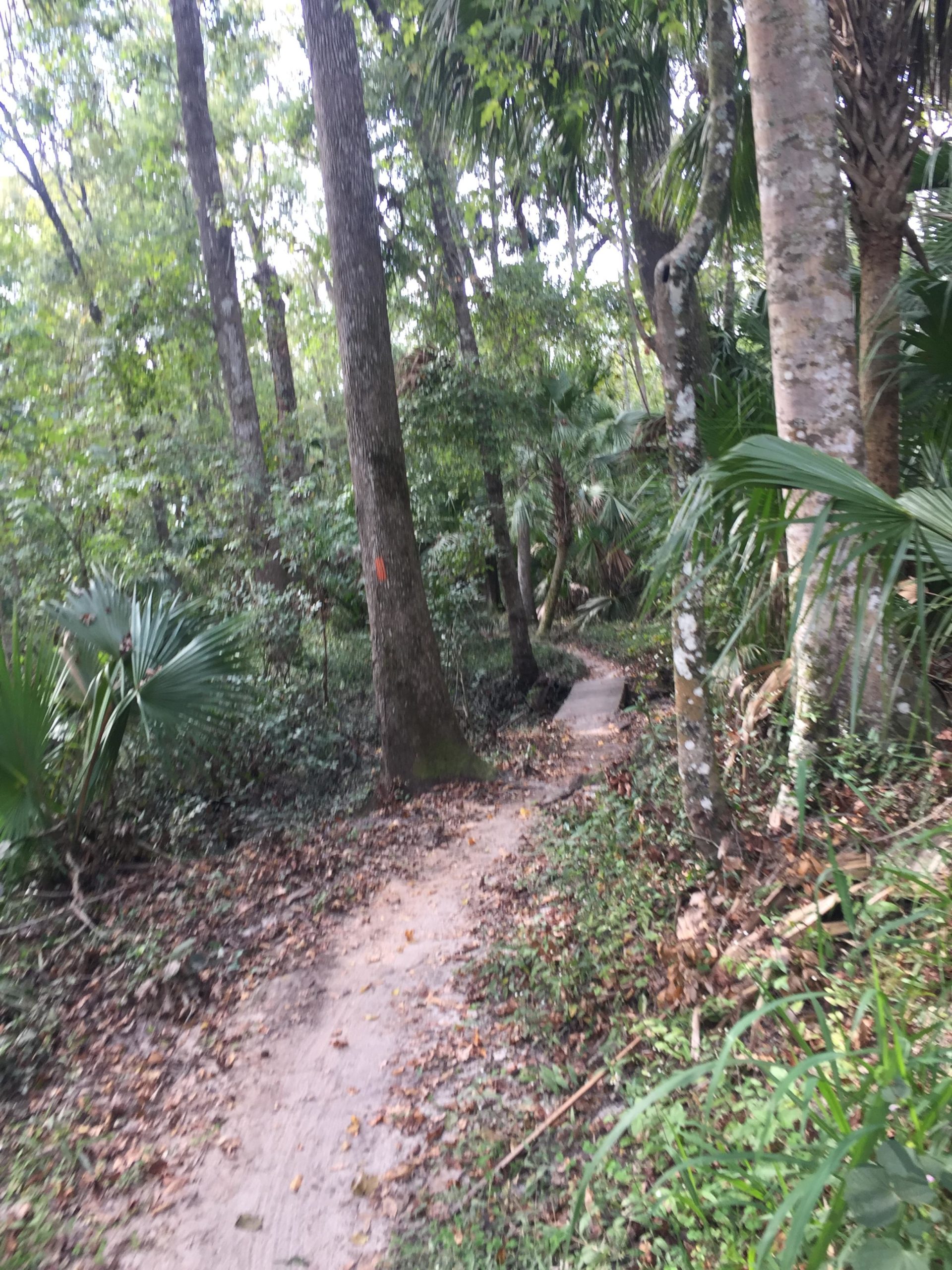 A winding dirt path surrounded by dense greenery, tall trees, and various plants in a natural forest setting. The trail includes scattered leaves and a few tree roots along the edges, leading deeper into the woods. Soldier Creek Park mountain bike trail.