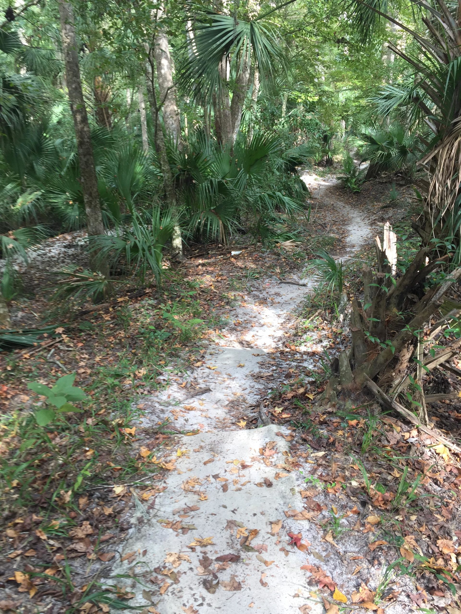A winding dirt path through a lush green forest, surrounded by tall palm leaves and scattered autumn leaves on the ground. The trail is partially obscured by vegetation, inviting exploration in a natural setting. Soldier Creek Park mountain bike trail.
