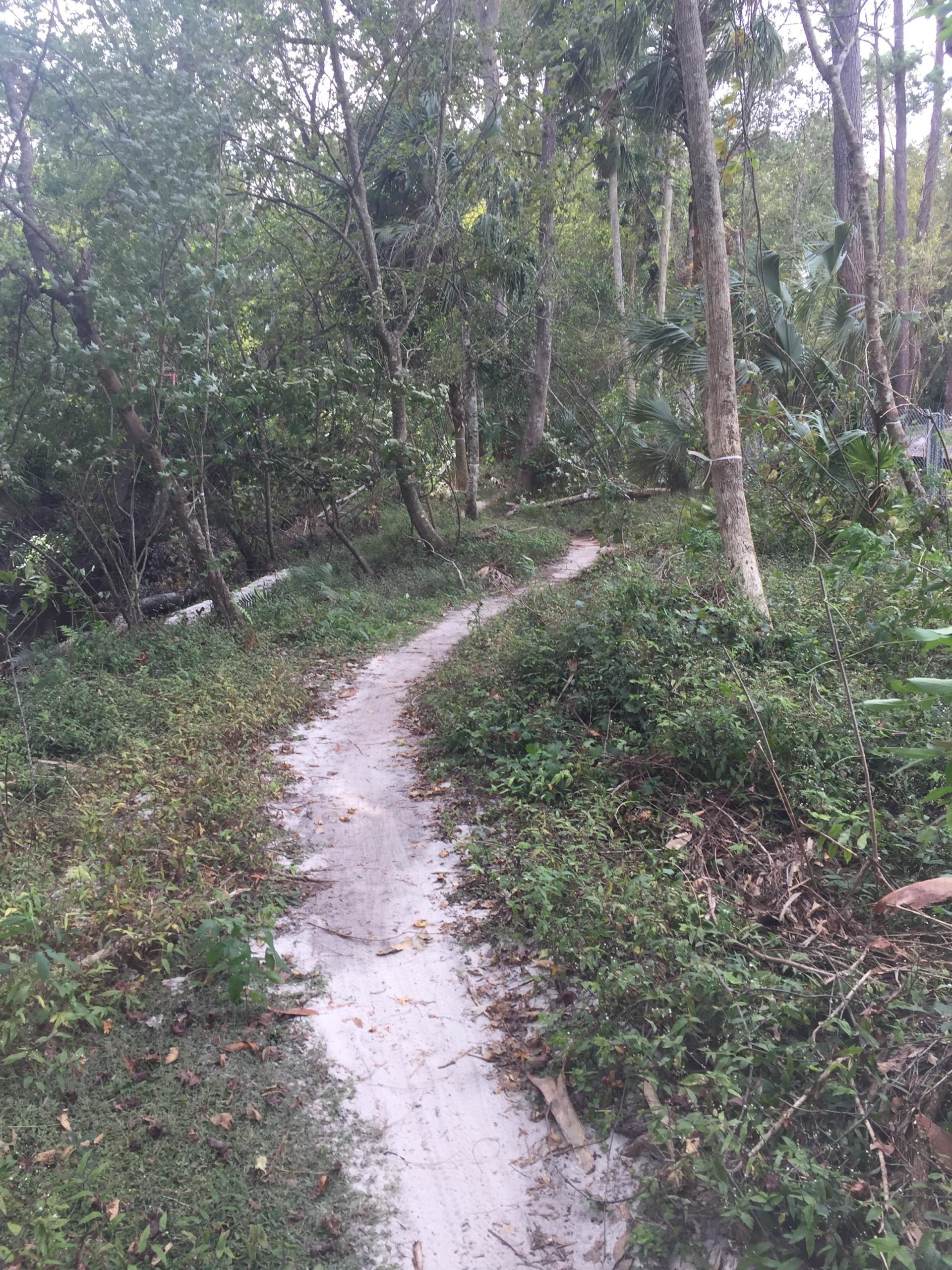 A narrow, winding path through a lush green forest, surrounded by trees and underbrush. The path is mostly sandy and bordered by various plants and foliage, inviting exploration into the tranquil natural setting. Soldier Creek Park mountain bike trail.