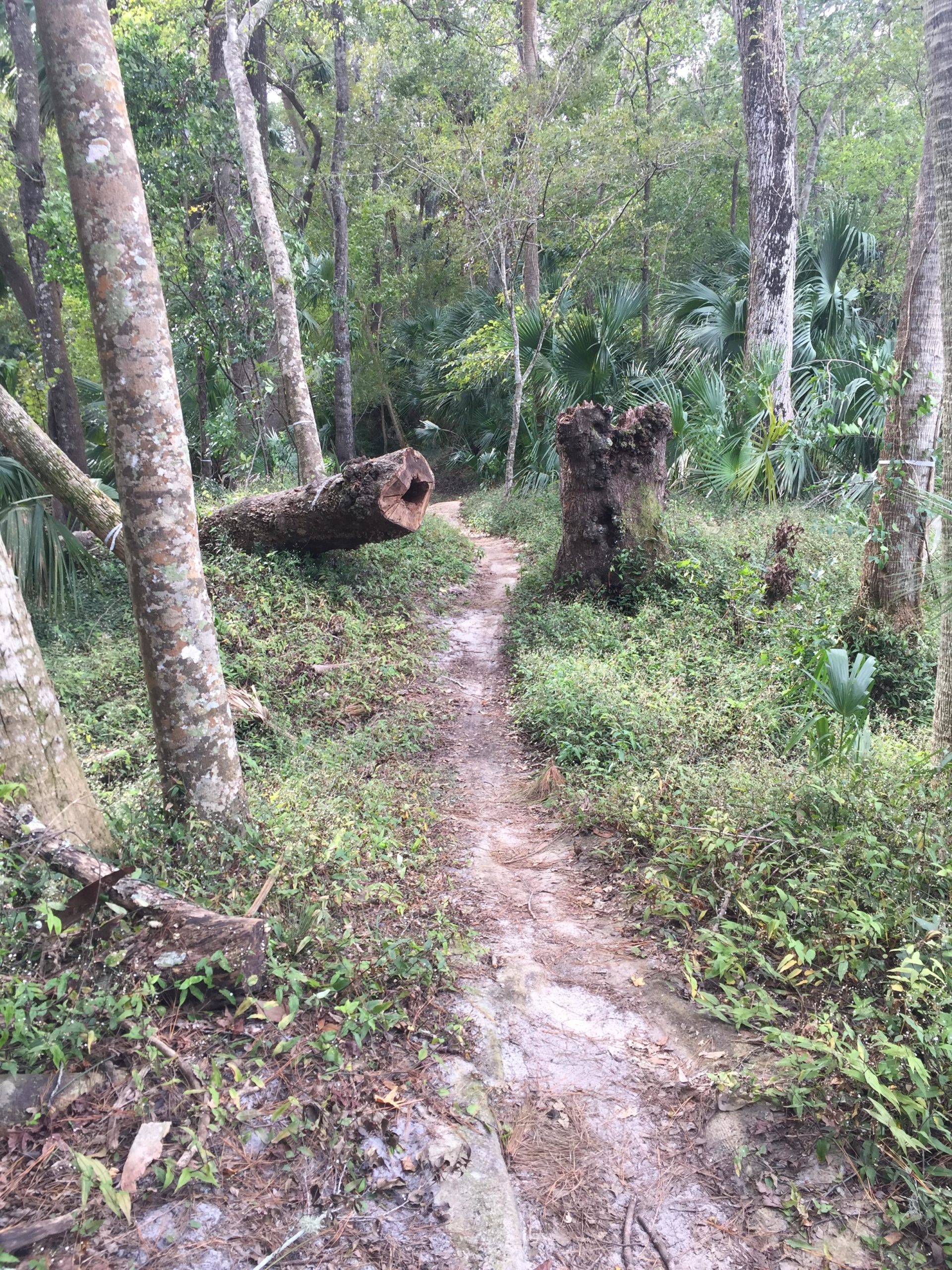 A narrow dirt path winding through a lush forest, flanked by tall trees and dense greenery. Two large fallen logs are visible on the left side of the trail, alongside moss-covered stumps. The surroundings are rich with various shades of green, including small shrubs and palm-like plants in the background. Soldier Creek Park mountain bike trail.