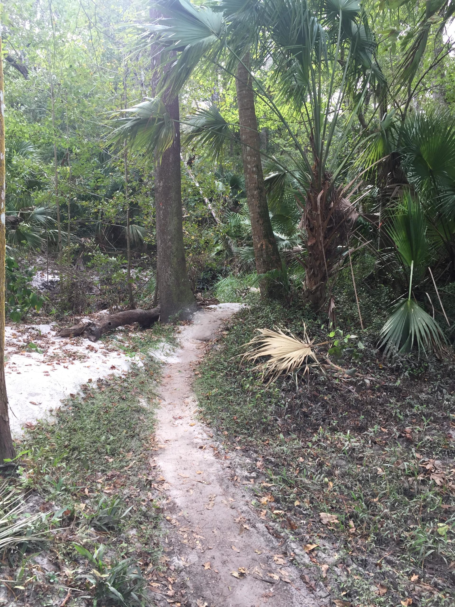 A narrow dirt path winds through a dense, green forest, featuring tall trees and tropical plants. The ground is covered with fallen leaves and patches of grass, creating a natural and serene atmosphere. Soldier Creek Park mountain bike trail.