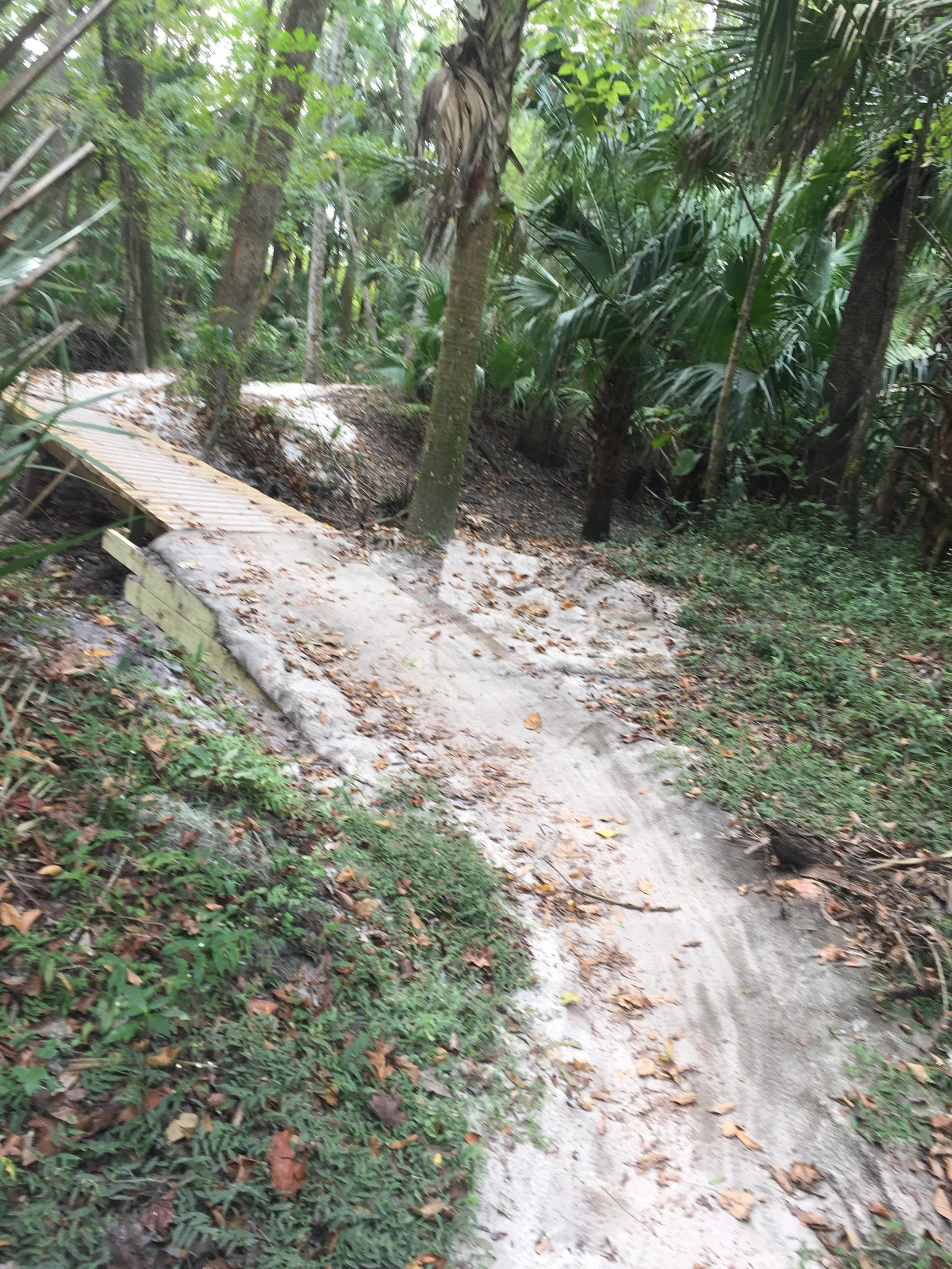 A winding path through a lush forest, with a wooden boardwalk crossing over sandy ground. Surrounding vegetation includes palm trees and various foliage, with fallen leaves scattered along the trail. The scene captures a tranquil, natural environment. Soldier Creek Park mountain bike trail.