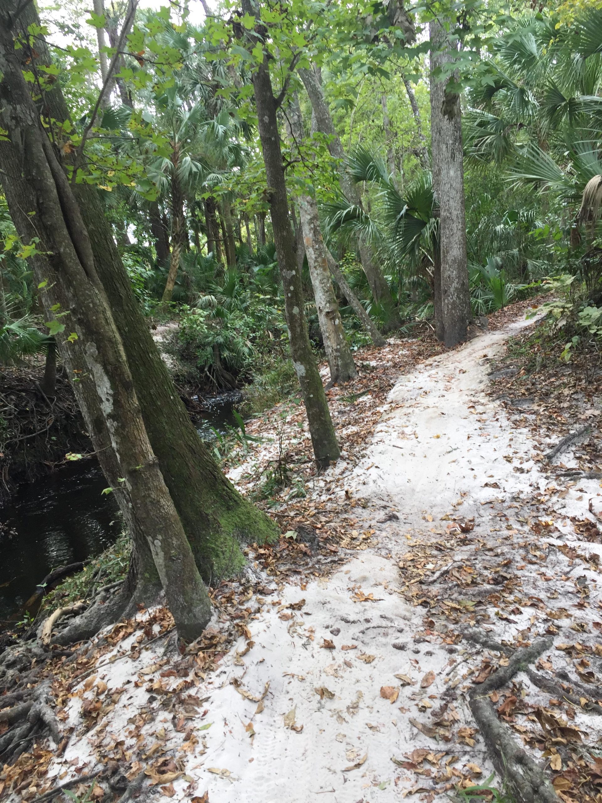 A narrow path lined with trees and lush greenery, featuring sandy soil and scattered fallen leaves, leading alongside a dark, narrow stream in a dense forest setting. Soldier Creek Park mountain bike trail.