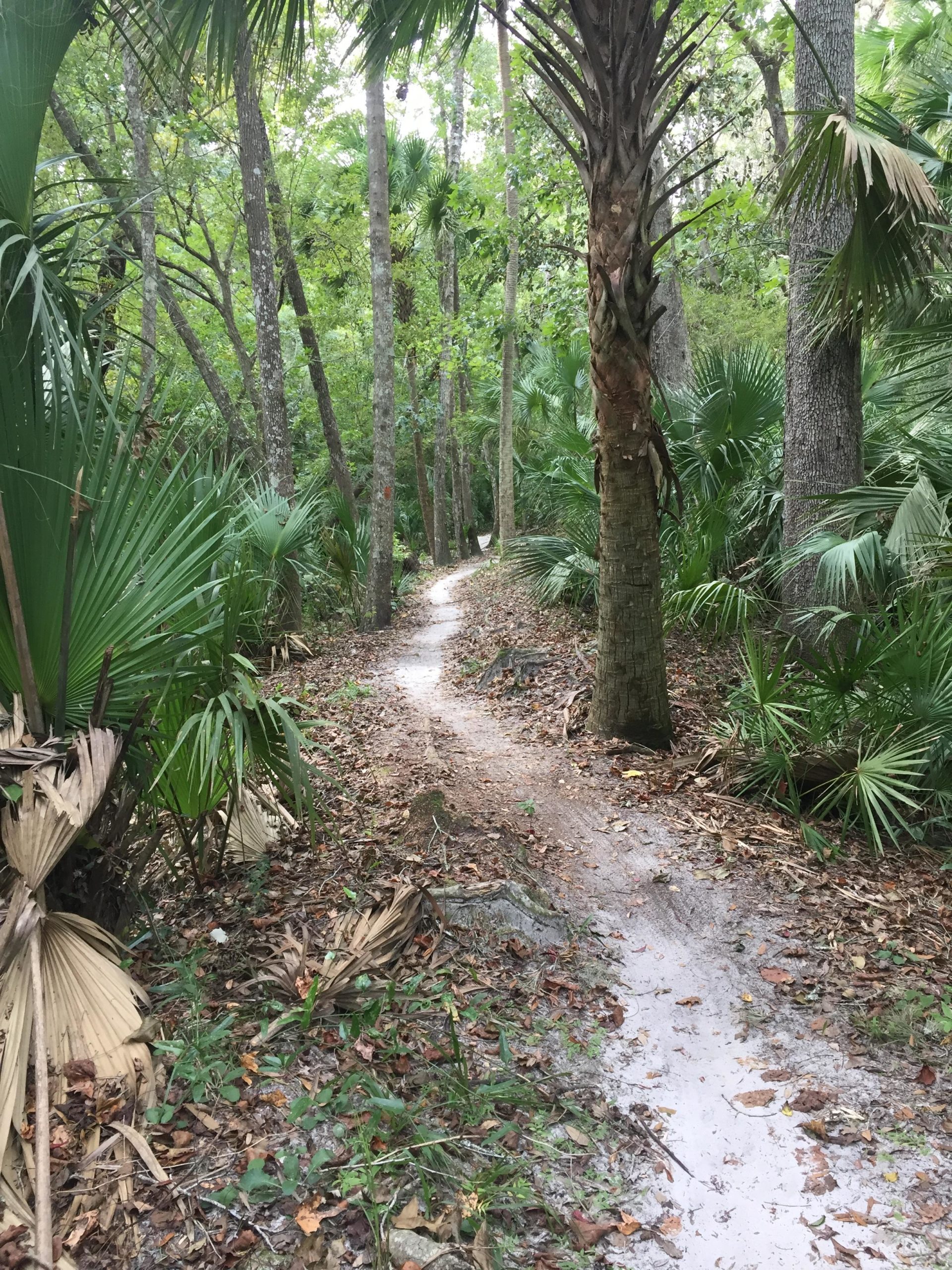 A winding dirt path through a lush green forest, surrounded by tall trees and tropical palm plants, with fallen leaves scattered along the trail. The scene is serene and secluded, suggesting a peaceful nature walk. Soldier Creek Park mountain bike trail.