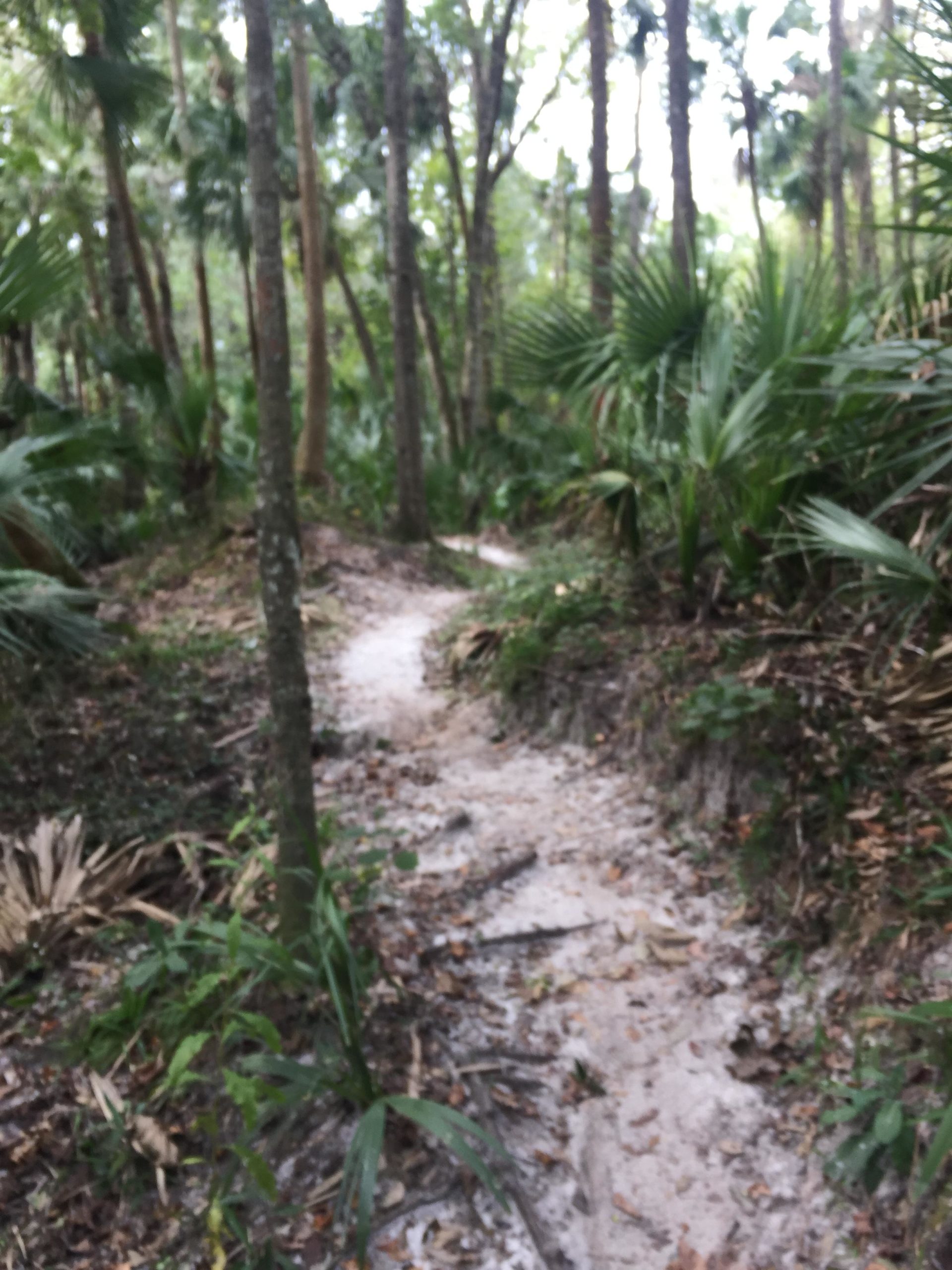 A winding dirt path through a dense forest, surrounded by tall trees and lush green vegetation. The ground is partially covered with white sand and scattered leaves, suggesting a natural, slightly wild environment. Soldier Creek Park mountain bike trail.