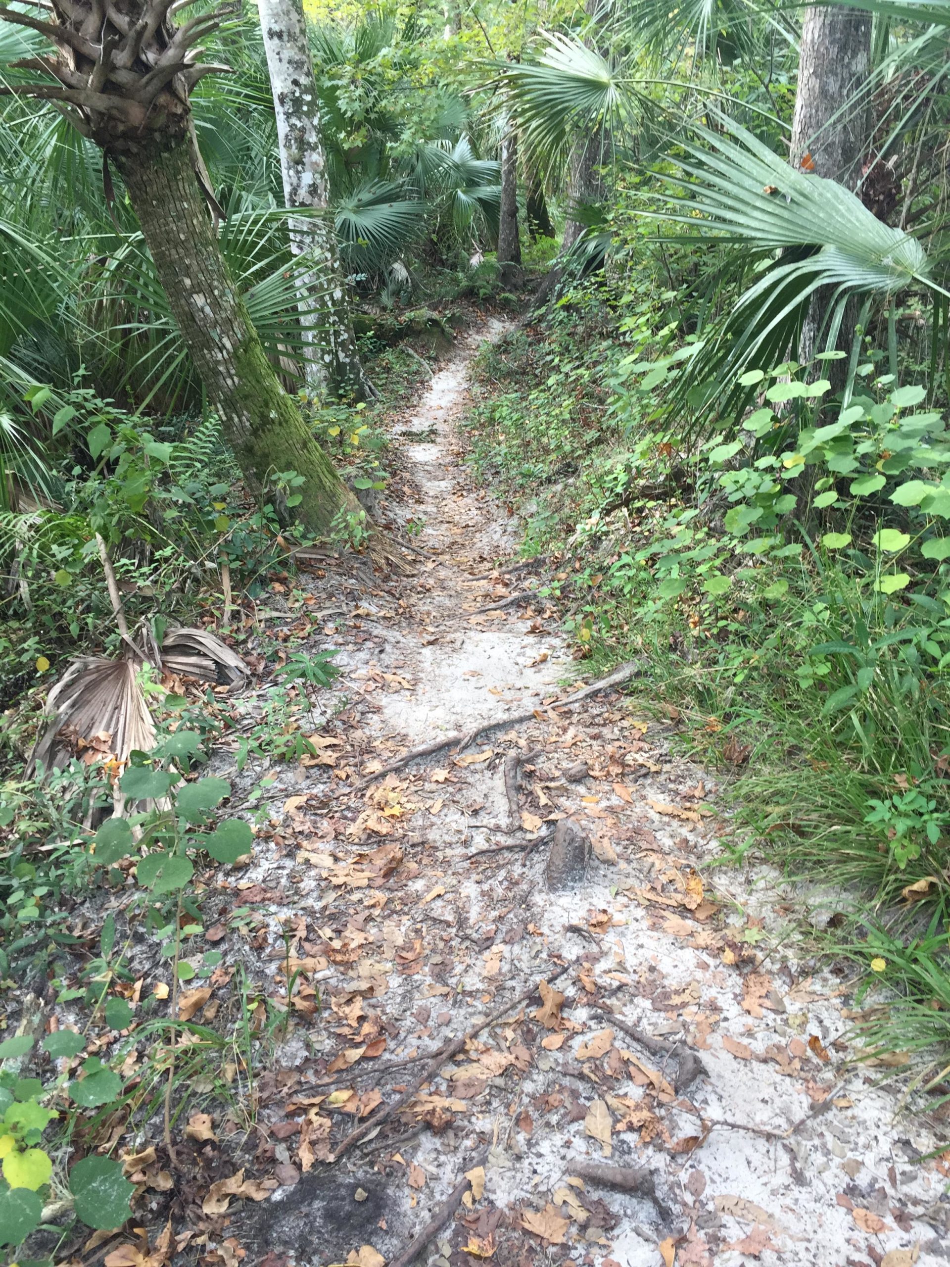 A narrow dirt path winding through a lush green forest, framed by tall trees and dense foliage. The ground is covered with sandy soil, fallen leaves, and exposed roots. Sunlight filters through the leaves, creating a dappled effect on the trail. Soldier Creek Park mountain bike trail.
