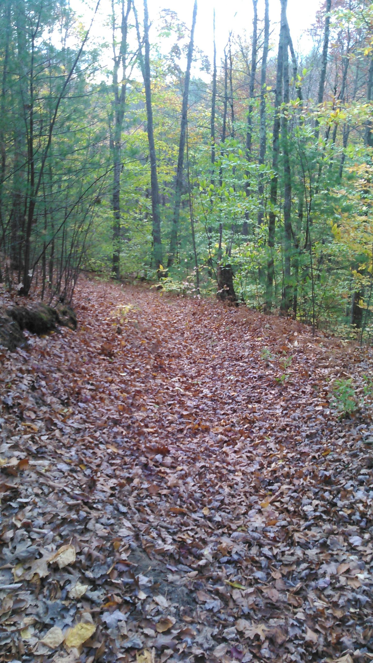A winding forest trail covered in autumn leaves, surrounded by tall trees with green and yellow foliage. The scene captures the tranquil beauty of nature in a wooded area. Luther Forest mountain bike trail.