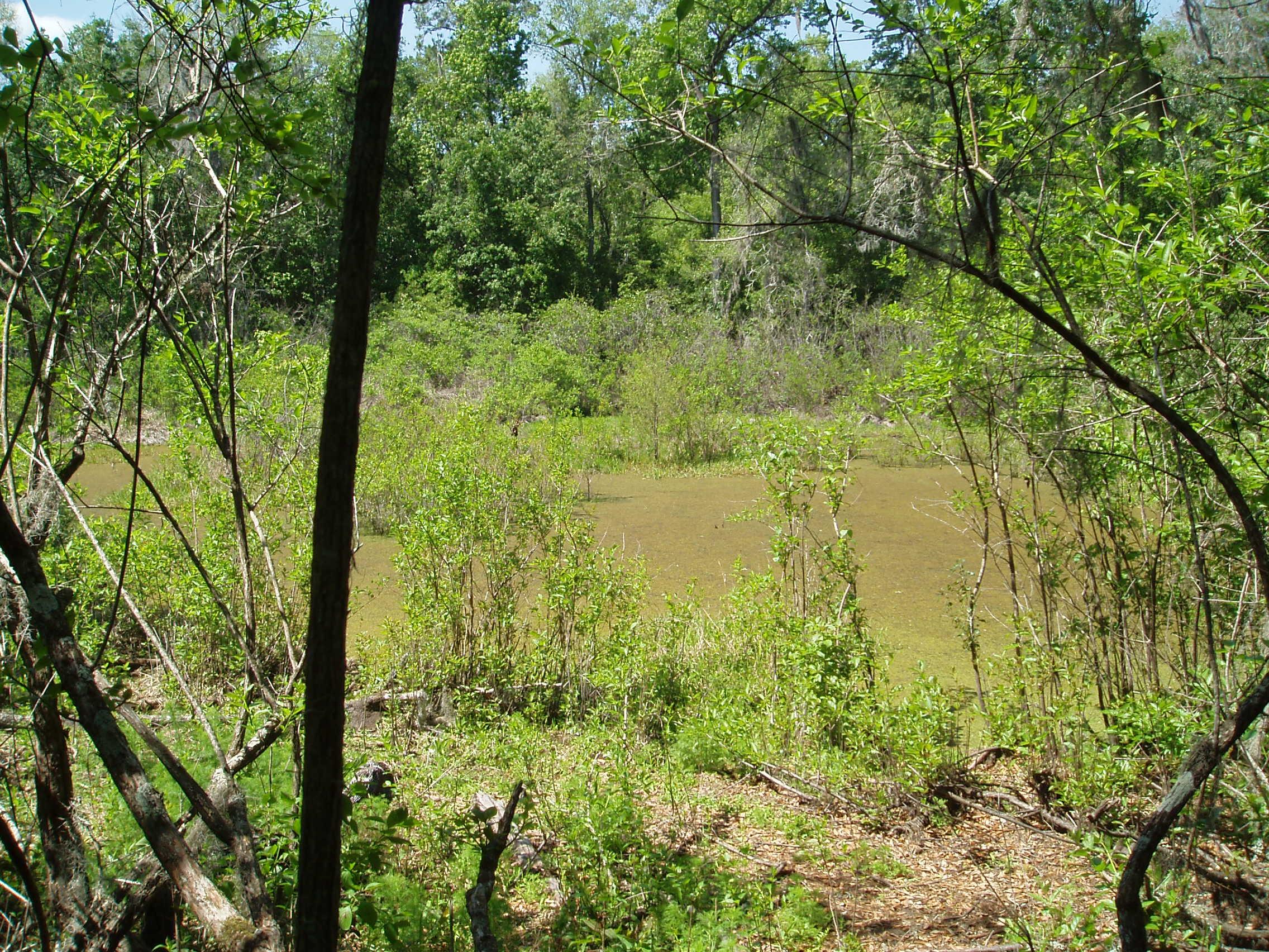 A lush, green swamp landscape featuring a variety of plants and trees surrounding a calm, muddy water surface. Sunlight filters through the foliage, and the scene captures a serene, untouched natural environment. Sweetwater Preserve mountain bike trail.