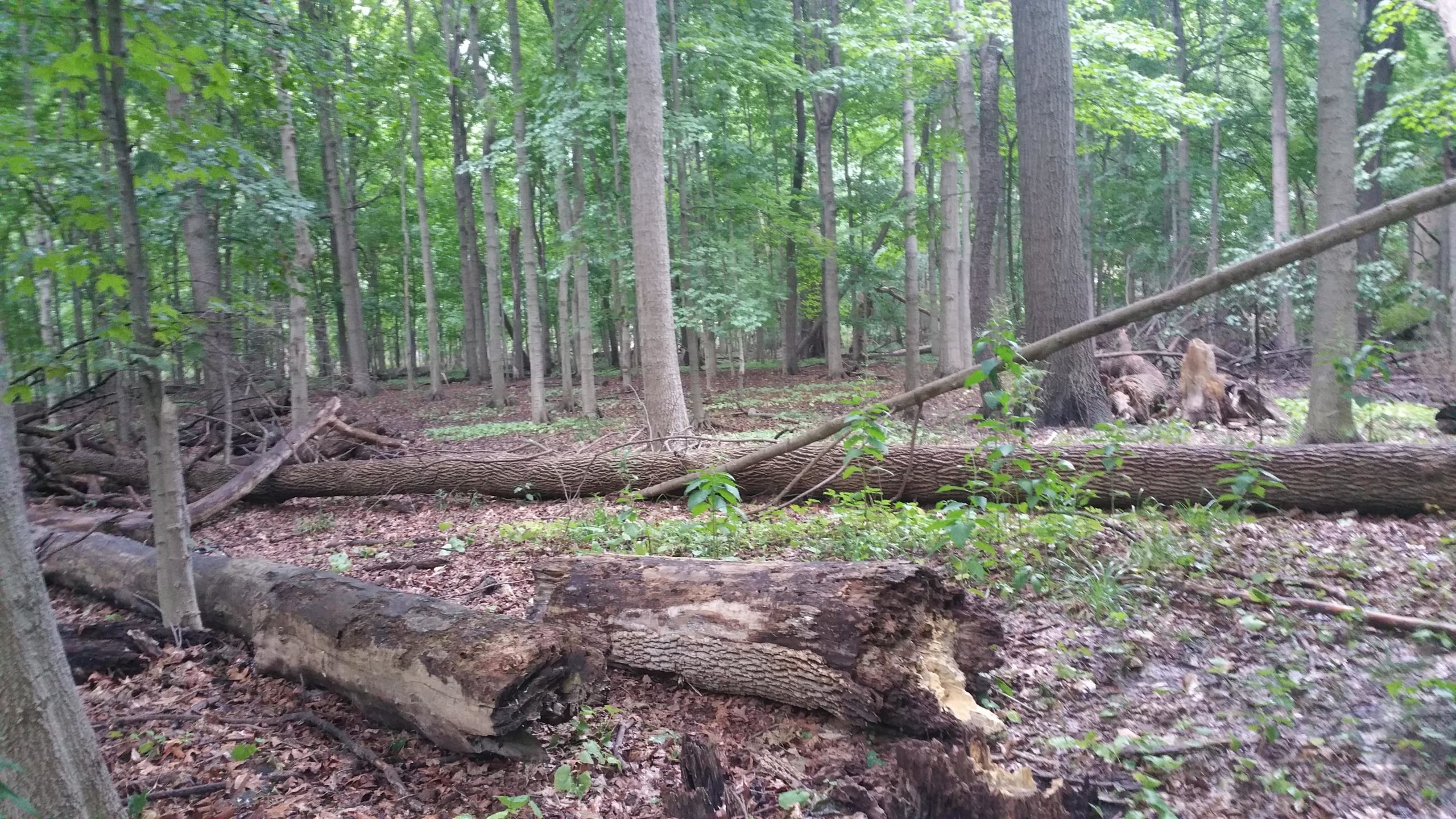 A dense forest scene featuring several fallen logs scattered on the forest floor, surrounded by lush green foliage and tall trees. The ground is covered with leaves and small plants, creating a serene natural environment. Parkway Trail mountain bike trail.