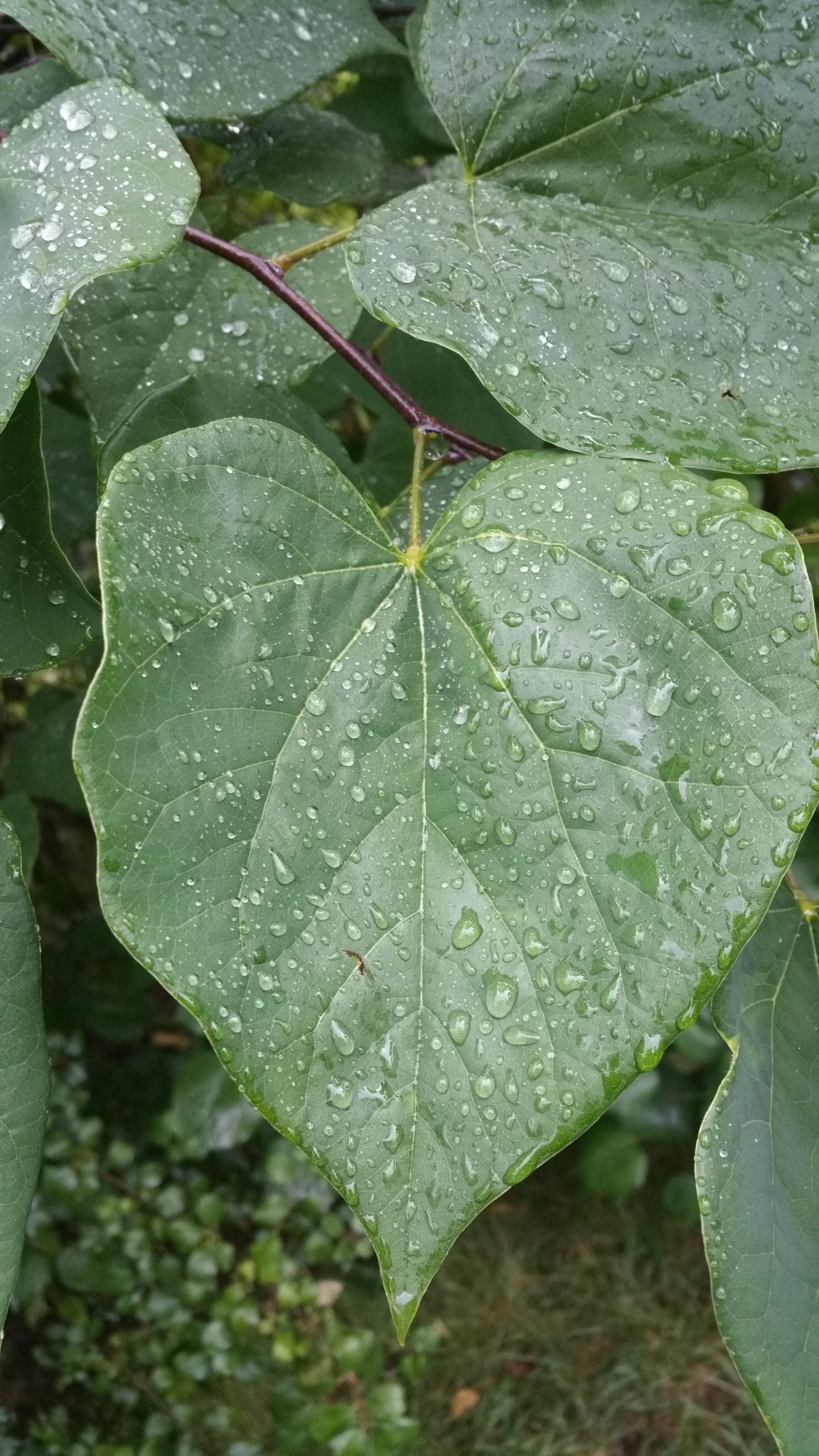 Close-up of green leaves glistening with water droplets, showcasing a heart-shaped leaf in the center. The background features a blurred view of grass and other foliage. Parkway Trail mountain bike trail.