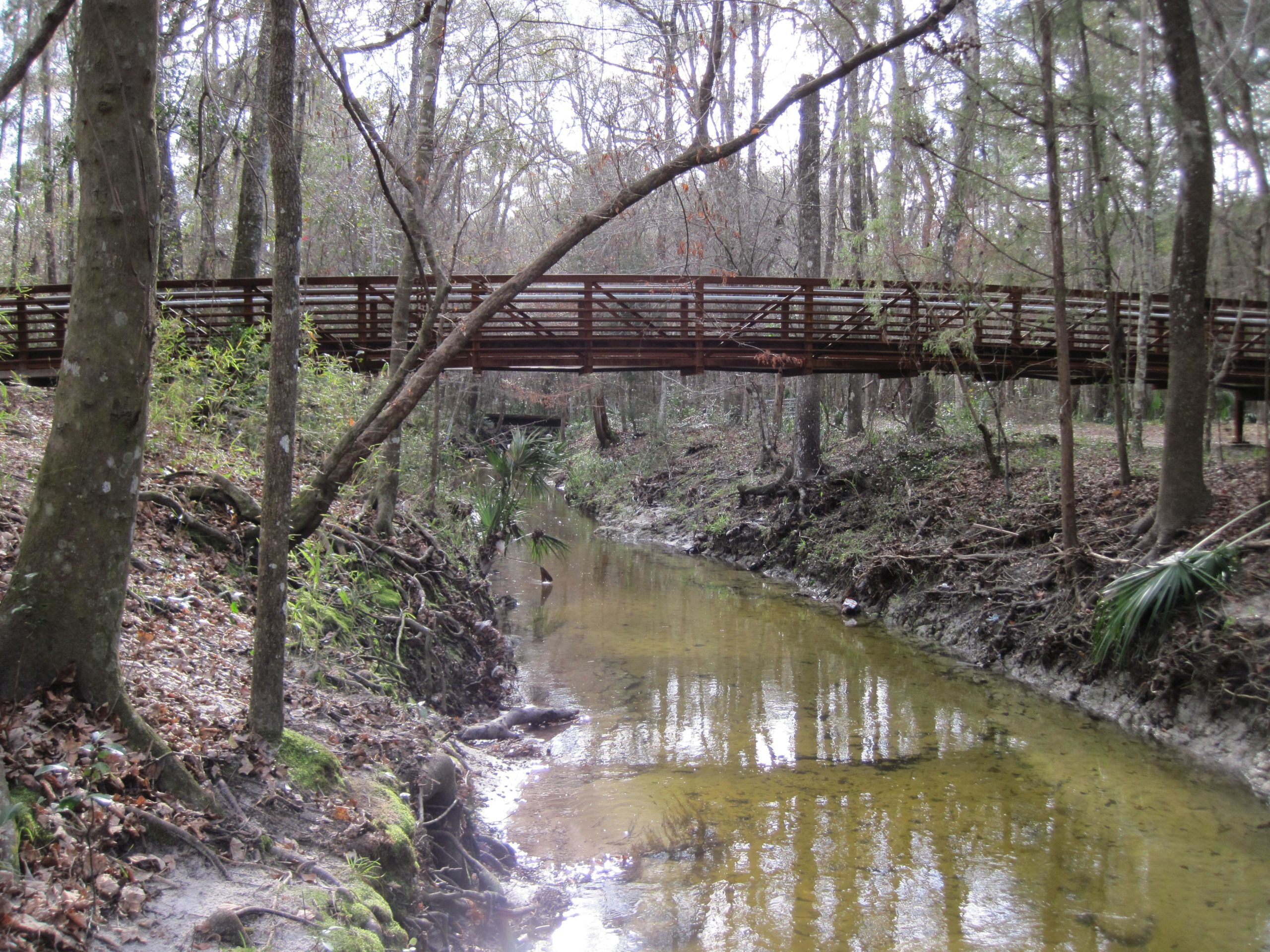 A wooden footbridge spanning a shallow stream, surrounded by dense trees and underbrush in a natural forested area. The water is calm and reflects the surrounding vegetation. Sweetwater Preserve mountain bike trail.