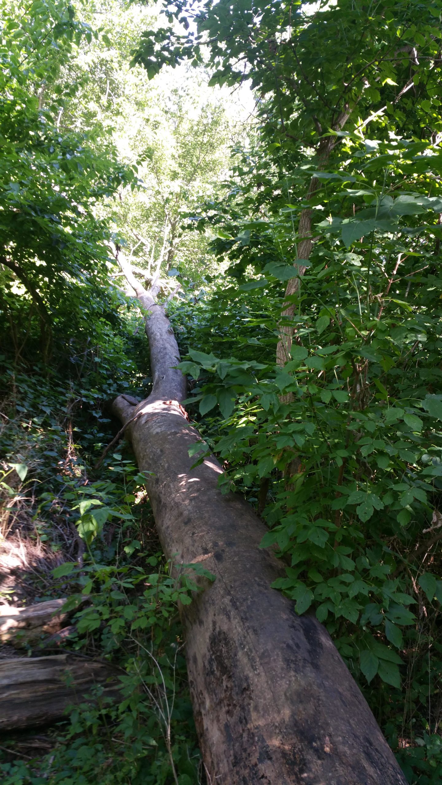 A fallen tree surrounded by dense green foliage, extending diagonally through a forested area. Sunlight filters through the leaves above, illuminating the scene. Waterfall-Loop / Center Cut Trail mountain bike trail.
