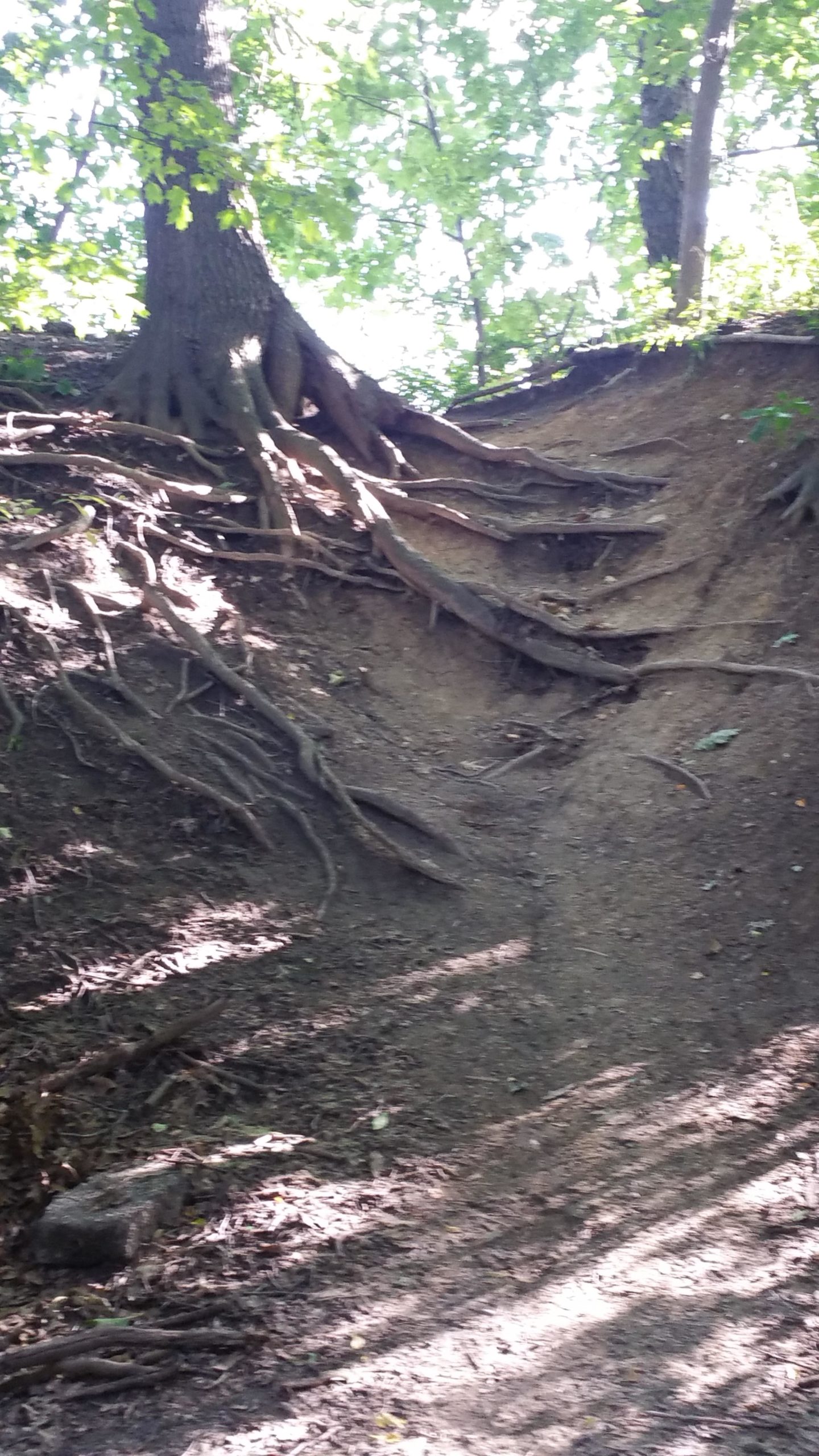 A dirt pathway leading up a slope, surrounded by tree roots, with a large tree at the top. Sunlight filters through the leaves, creating a dappled light effect on the ground. William P. Holliday Forest and Wildlife Preserve mountain bike trail.