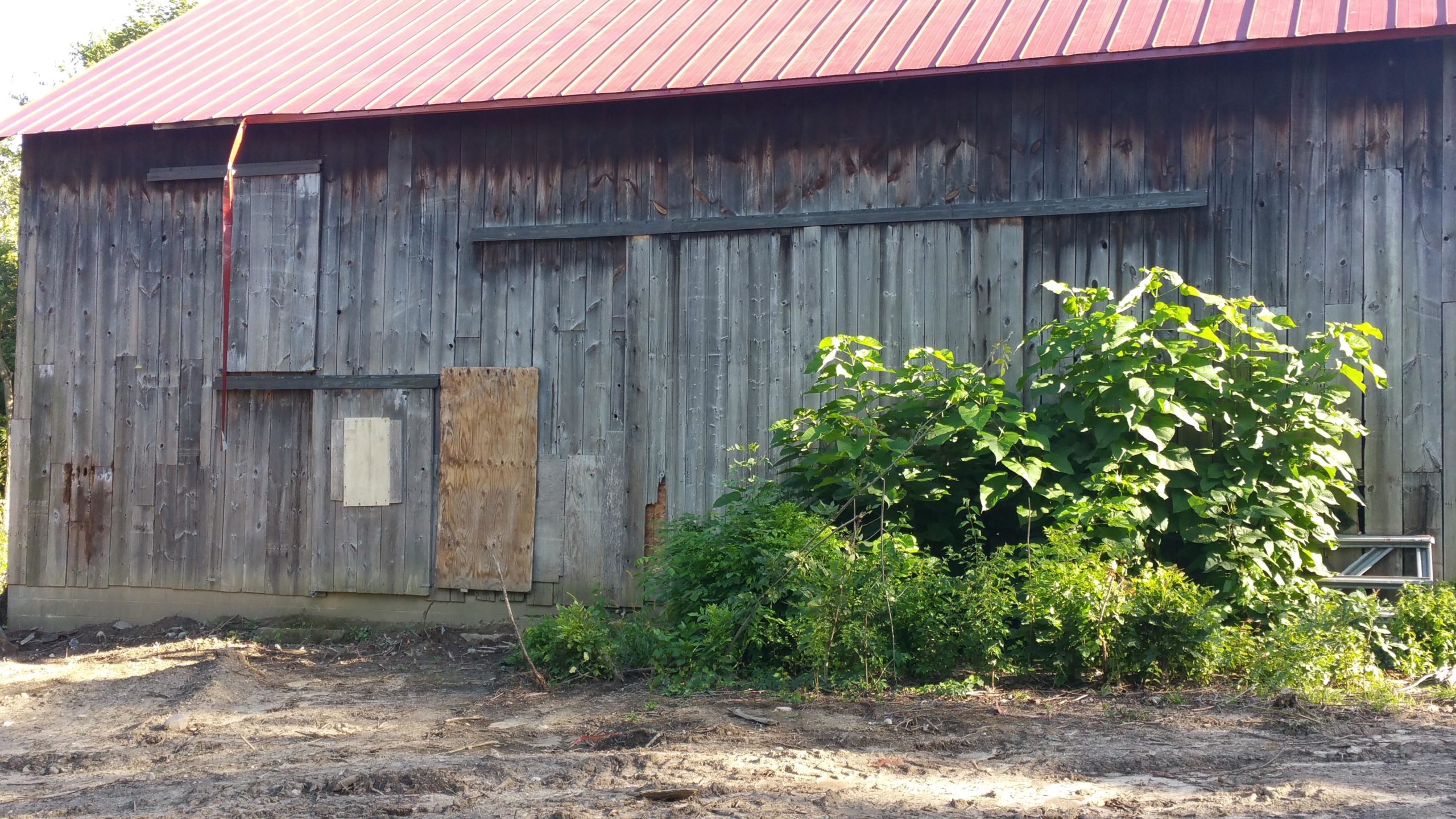 Alt text: A weathered wooden barn with a red metal roof. The barn features a boarded-up door and several overgrown shrubs in front, surrounded by a dirt area. William P. Holliday Forest and Wildlife Preserve mountain bike trail.