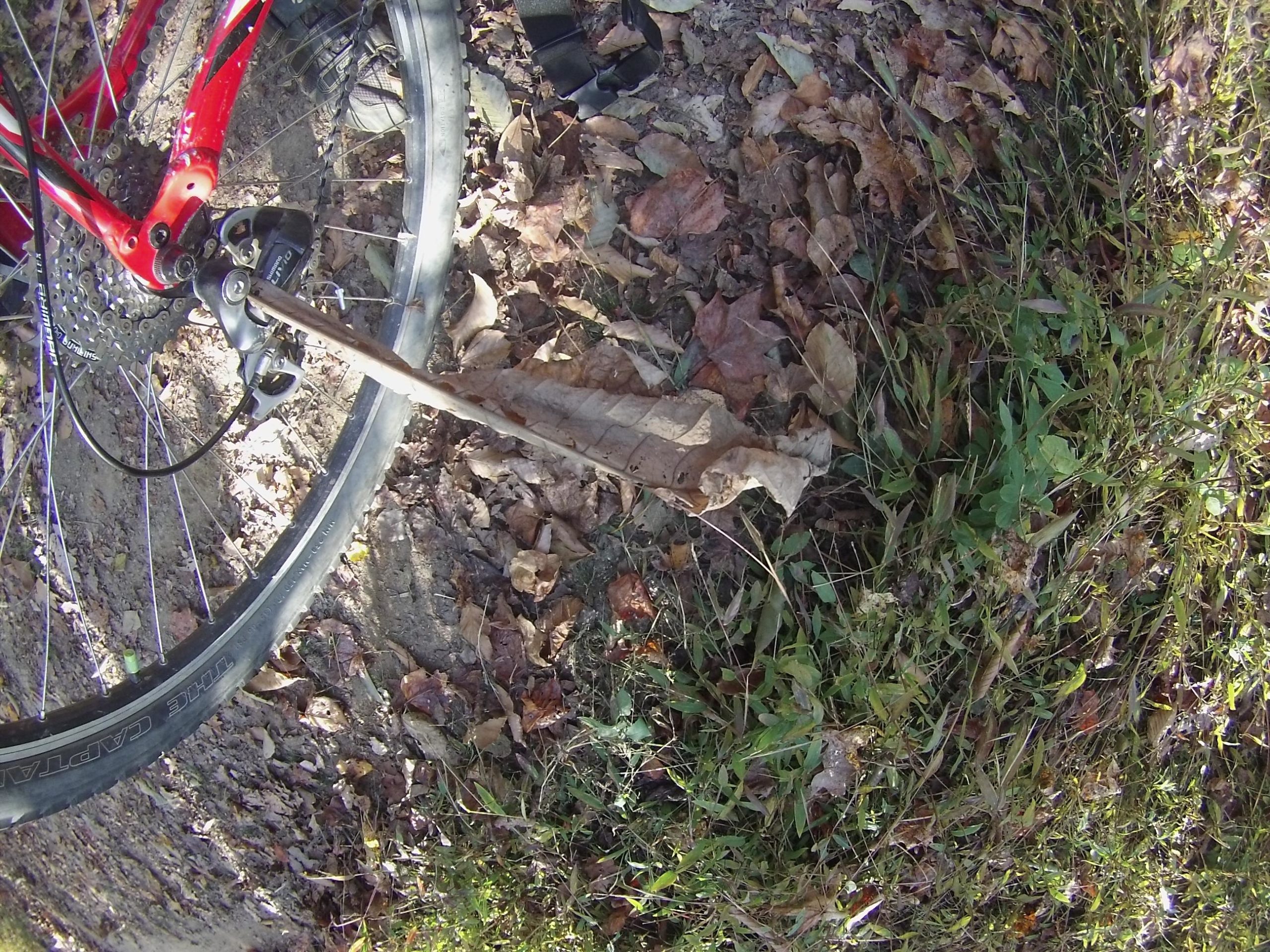 A close-up view of a red bicycle