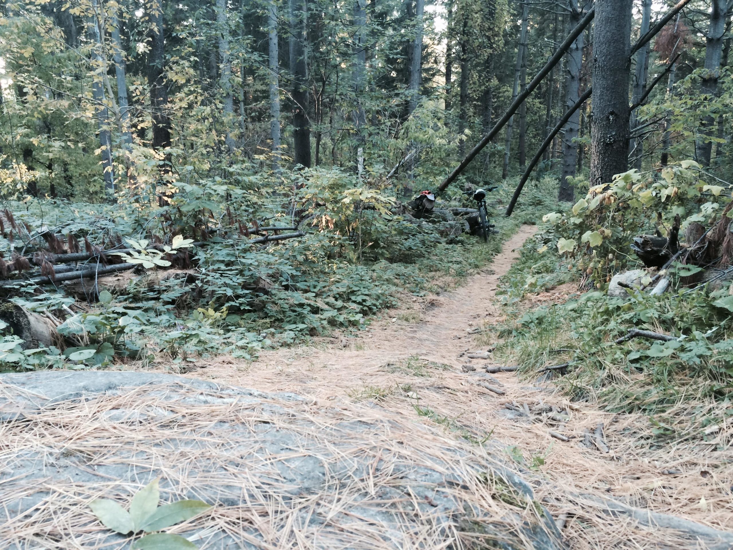A narrow forest trail winding through a wooded area, lined with lush greenery and fallen leaves. In the background, a mountain bike is propped against a tree amidst the foliage. The scene is tranquil and highlights the natural beauty of the forest environment. Coulson's Hill mountain bike trail.