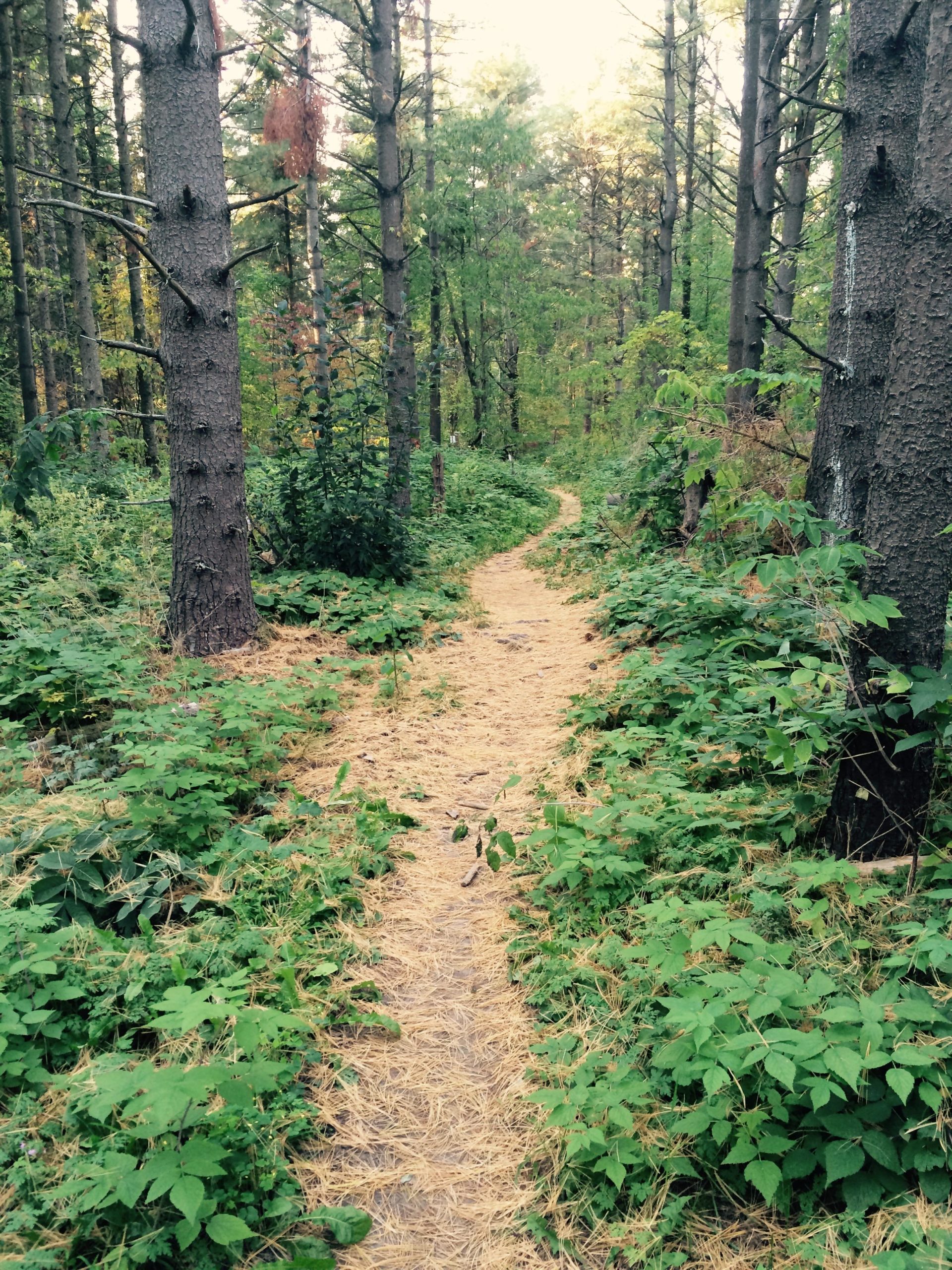 A winding dirt path through a lush green forest, lined with tall trees and dense undergrowth. The path is surrounded by patches of grass and fallen pine needles, leading into a serene and natural setting. Coulson's Hill mountain bike trail.