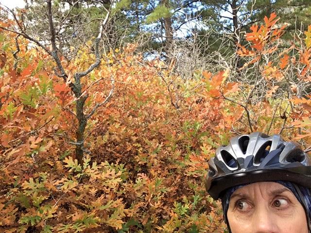 A cyclist wearing a helmet pauses to look around amidst vibrant autumn foliage, featuring shades of orange and yellow leaves. The background includes trees with sparse branches against a clear blue sky. Cheyenne Mountain State Park mountain bike trail.