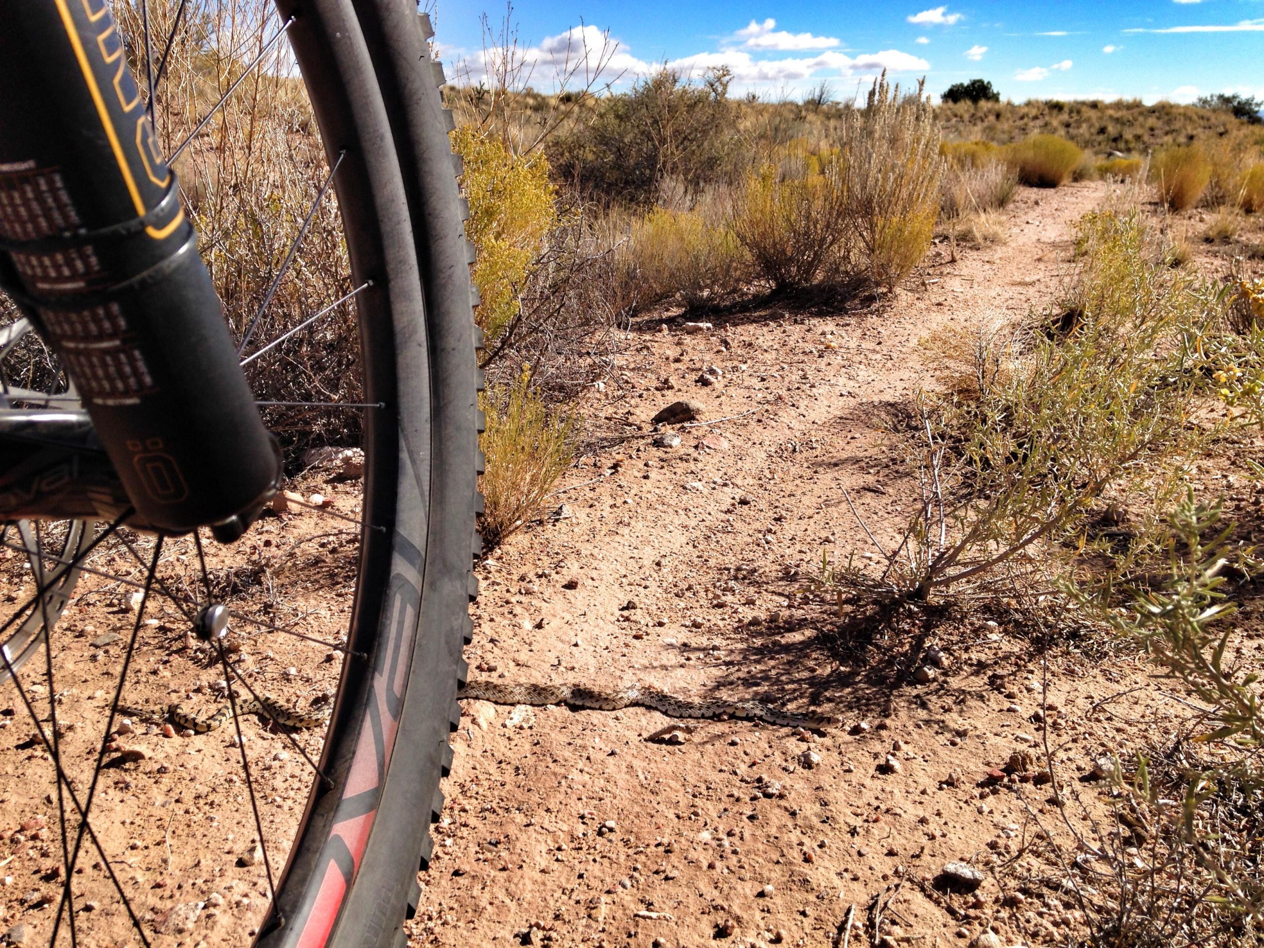 A close-up view of a bicycle wheel on a dirt path surrounded by sparse vegetation and shrubs. The background features a blue sky with clouds, highlighting a natural outdoor setting. The path is lined with small rocks and a few sparse plants. Parkway Fatbike trail mountain bike trail.