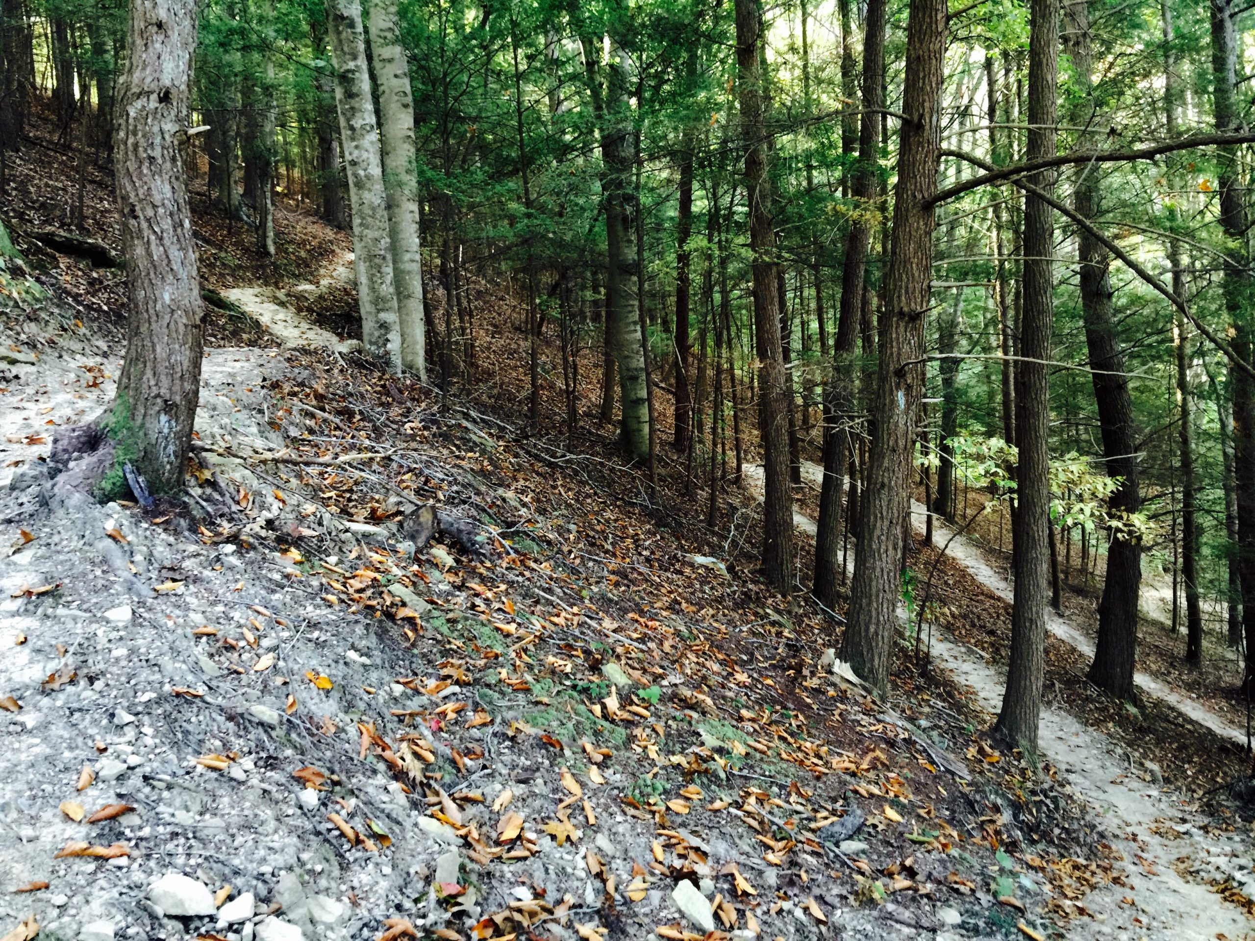 A winding dirt trail meanders through a forest, bordered by tall trees. The ground is covered in fallen leaves, and the trail splits in the background, leading deeper into the greenery. The scene captures the serenity of nature, with a mix of sunlight filtering through the foliage. Odd Fellows mountain bike trail.