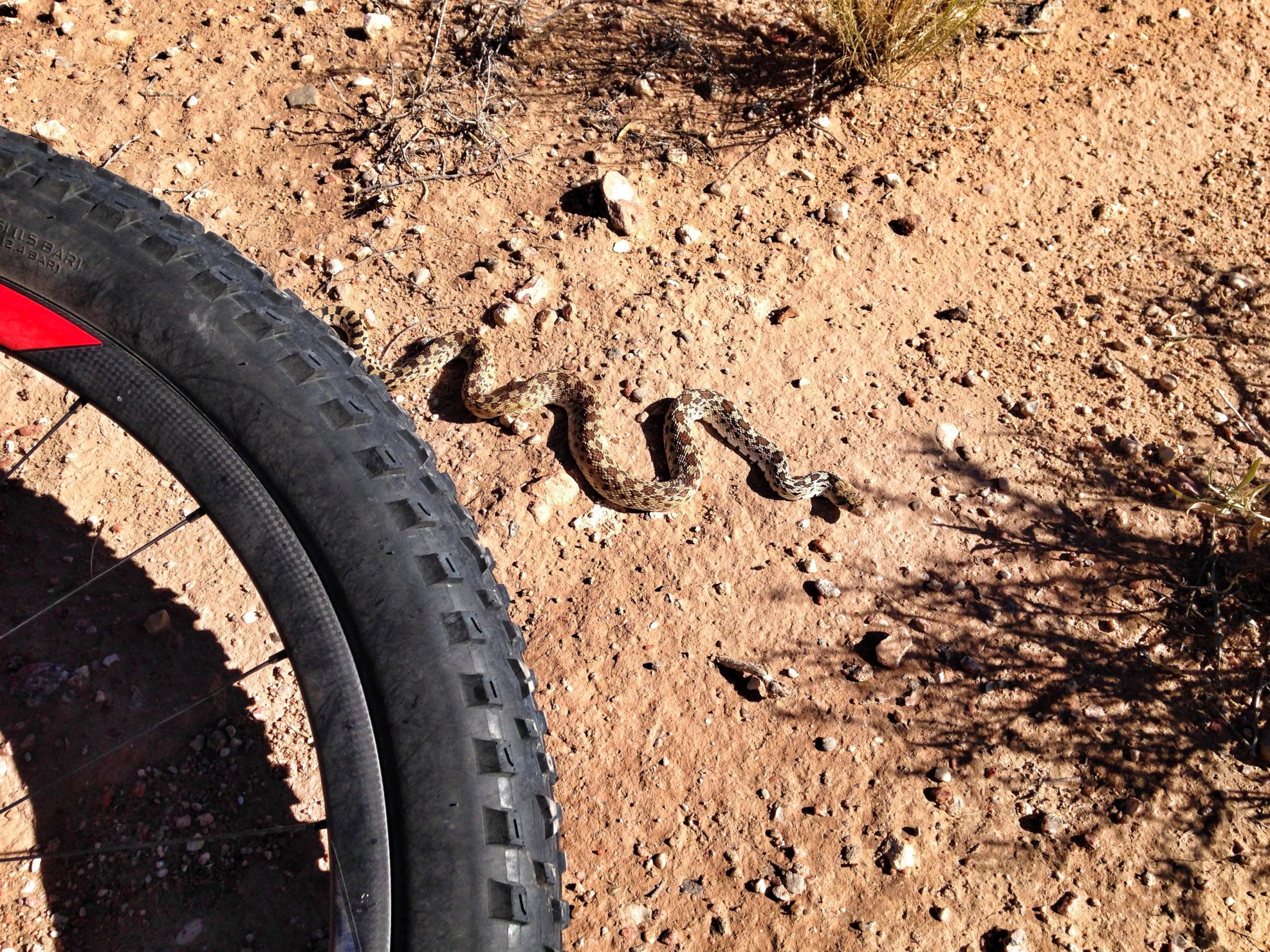 A close-up view of a snake lying on a sandy, rocky trail, partially in the shade. In the foreground, a bicycle tire rests beside the snake. Small rocks and sparse vegetation are visible on the ground. Parkway Fatbike trail mountain bike trail.