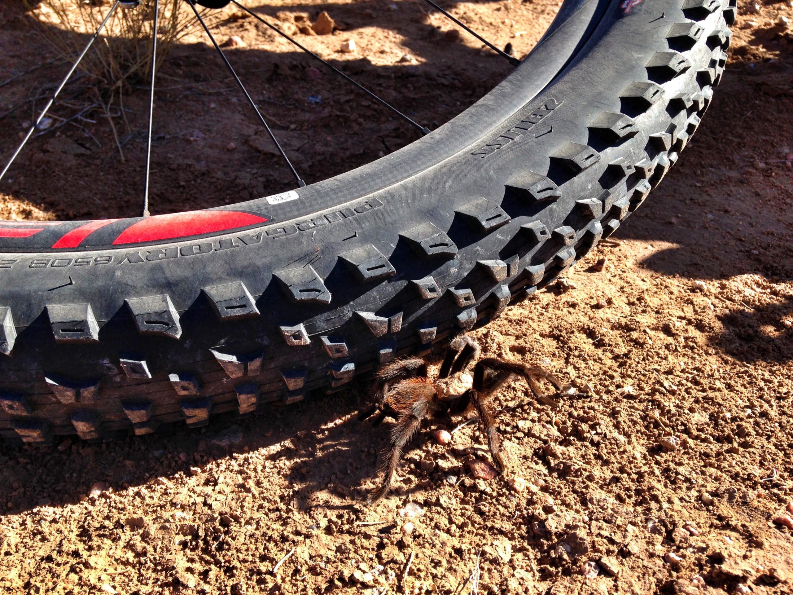 A close-up image of a spider on the ground next to a mountain bike tire. The tire's textured surface and tread pattern are visible, with sunlight highlighting the scene in a natural outdoor setting. The surrounding area features dry soil and small pebbles.