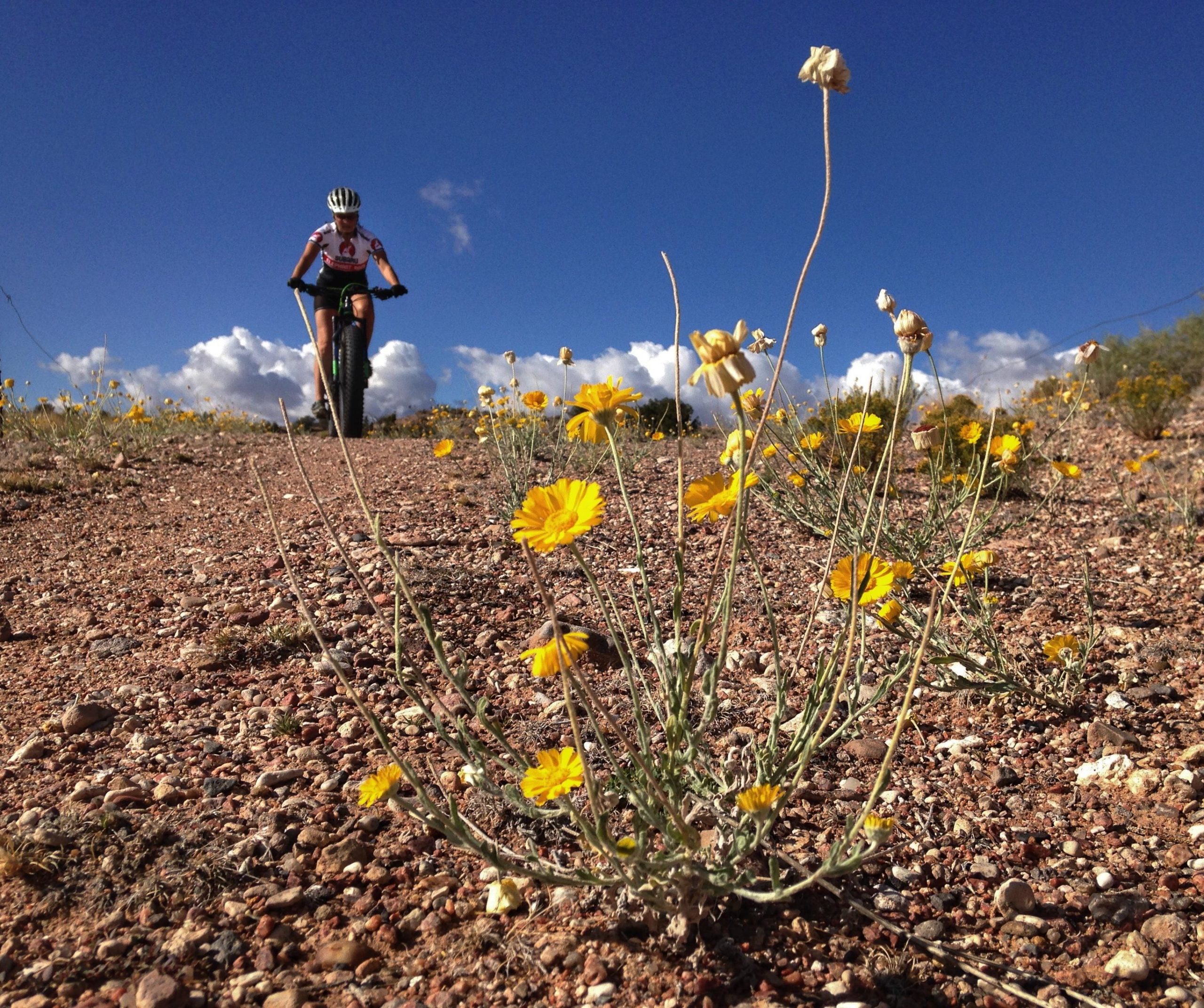 A mountain biker rides along a dirt trail surrounded by vibrant yellow wildflowers under a clear blue sky with scattered clouds. The perspective shows the flowers in the foreground, adding depth to the scene as the cyclist navigates the path. Mariposa Fat Bike Trails mountain bike trail.