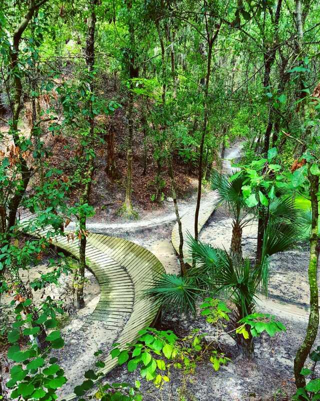 A winding wooden boardwalk through a lush green forest, surrounded by various trees and underbrush. The path curves gently, leading deeper into the serene natural landscape. Sunlight filters through the leaves, creating a tranquil atmosphere. Alafia River State Park mountain bike trail.