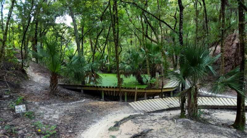 A lush forest scene featuring a winding path leading towards a small pond surrounded by greenery. Wooden boardwalks are visible, meandering around the water, while tropical plants like palm trees frame the area. A sign labeled "DO IT AGAIN" is posted near the path. The atmosphere appears tranquil and inviting, with dense foliage overhead. Alafia River State Park mountain bike trail.