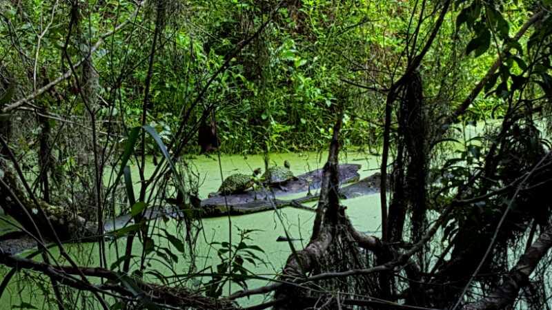 A lush, green swamp scene with dense vegetation surrounding a murky water surface covered in algae. A large log partially submerged in the water is visible, blending in with the environment. The area is rich in foliage, creating a natural, untouched habitat. Alafia River State Park mountain bike trail.