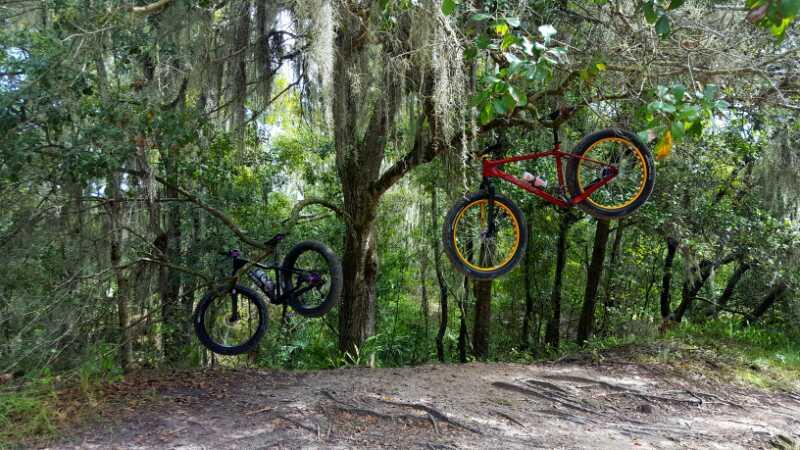 Two bicycles, one black and one red, are hanging from tree branches in a wooded area. The scene features lush green vegetation and Spanish moss draping from the trees, creating a natural, outdoor setting. The ground is sandy with scattered leaves and twigs. Alafia River State Park mountain bike trail.
