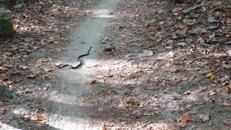 A black snake slithering across a dirt path covered in fallen autumn leaves, surrounded by trees and dappled sunlight. Blankets Creek mountain bike trail.