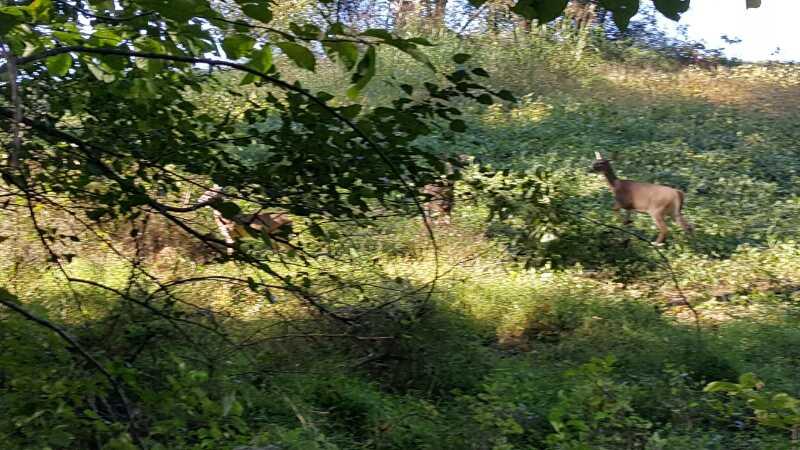 A serene forest scene featuring a group of deer among lush greenery. Sunlight filters through the trees, casting dappled shadows on the ground. The deer are partially obscured by foliage, blending harmoniously into their natural environment. Schaeffer Farms mountain bike trail.