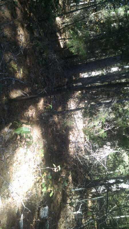A dense forest scene featuring tall trees, sunlight filtering through the branches, and a carpet of pine needles and leaves on the ground. Shadows create a contrast on the forest floor, highlighting small plants and underbrush. Forest City Trail mountain bike trail.