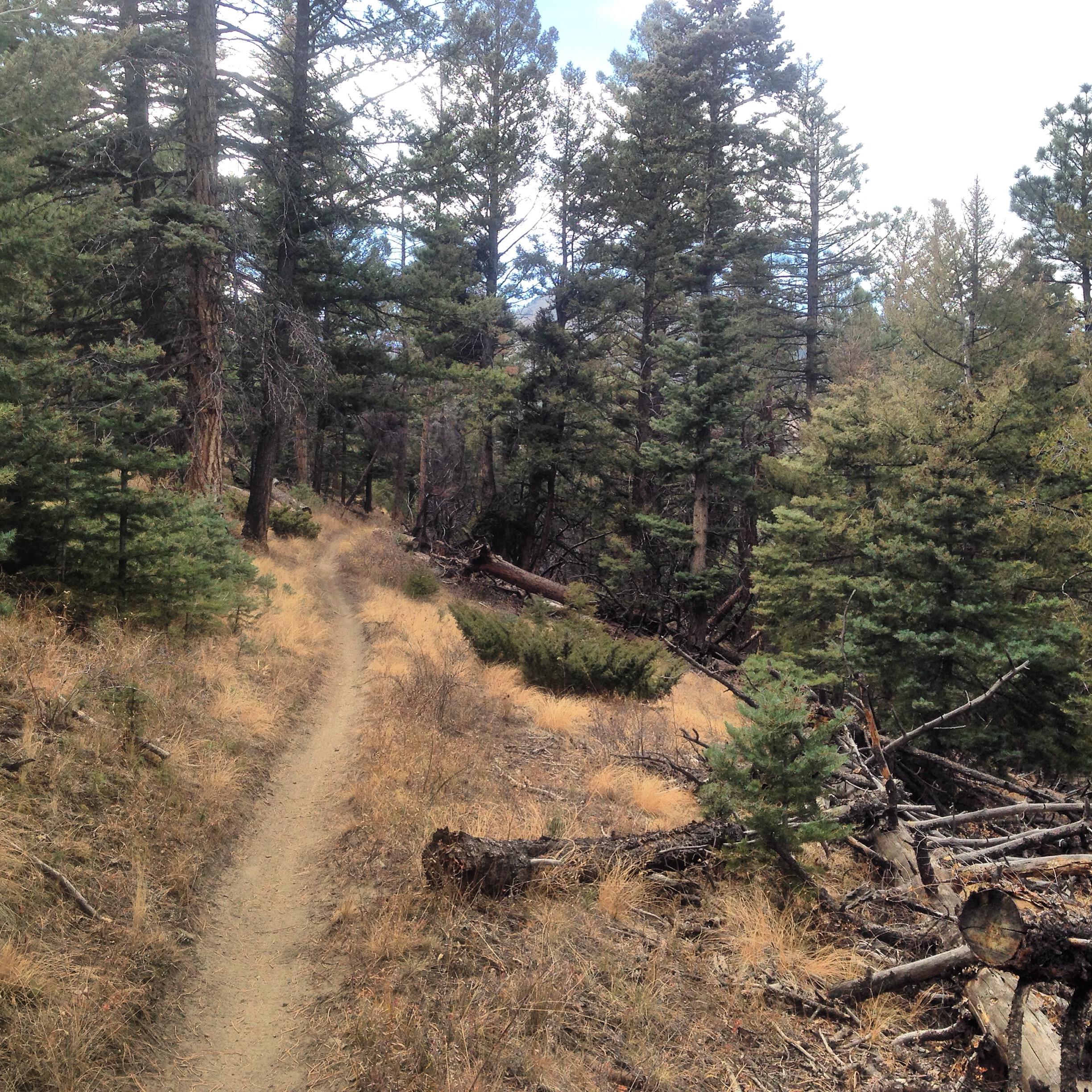 A winding trail through a dense forest, surrounded by tall pine trees and patches of grass and fallen logs on the ground. The scene conveys a serene and natural atmosphere. Rainbow Trail: Methodist Mountain Thd to Bear Creek Thd mountain bike trail.