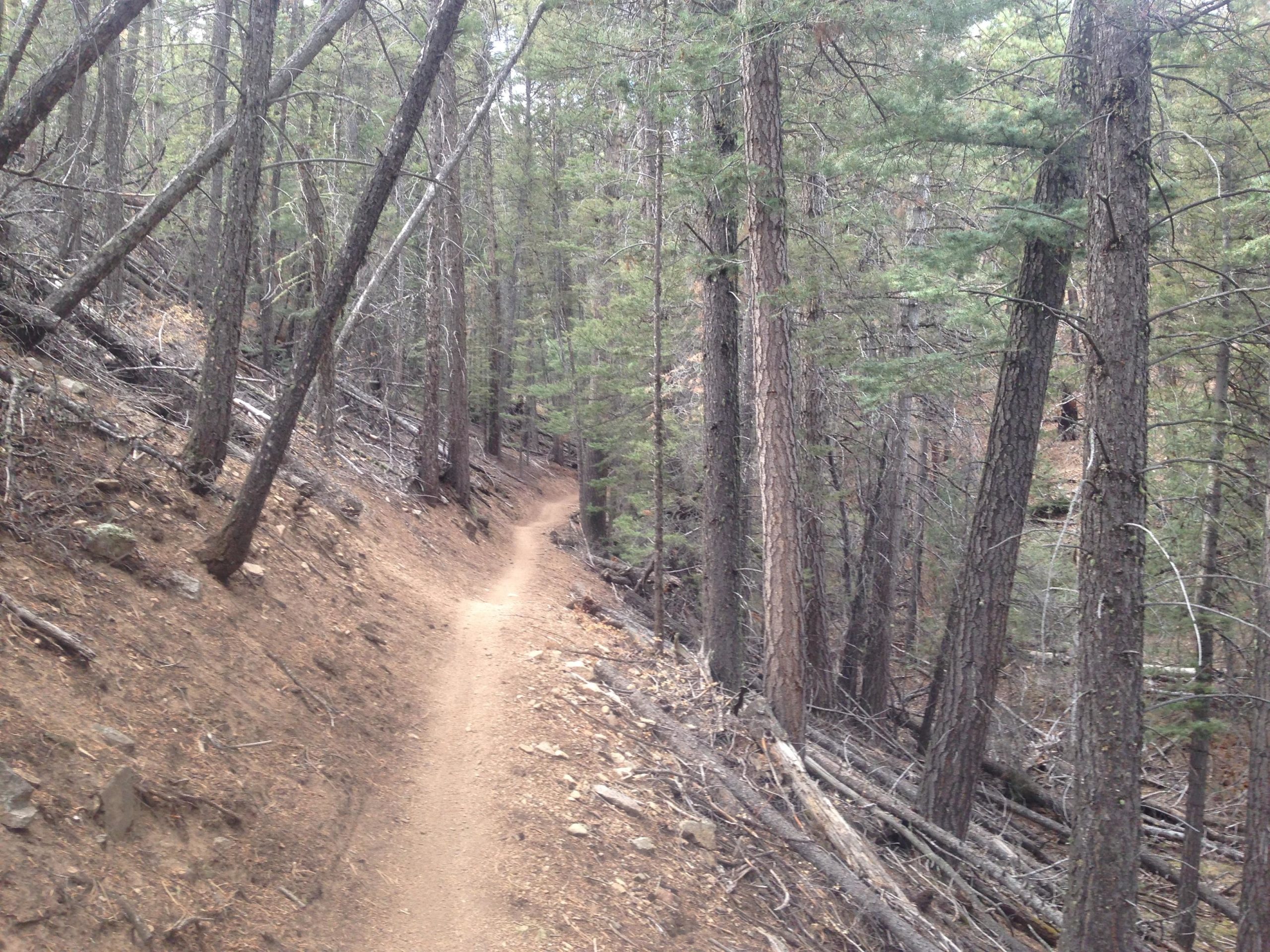 A winding dirt path through a forest with tall pine trees and scattered branches on the ground, set against a backdrop of greenery. Rainbow Trail: Methodist Mountain Thd to Bear Creek Thd mountain bike trail.