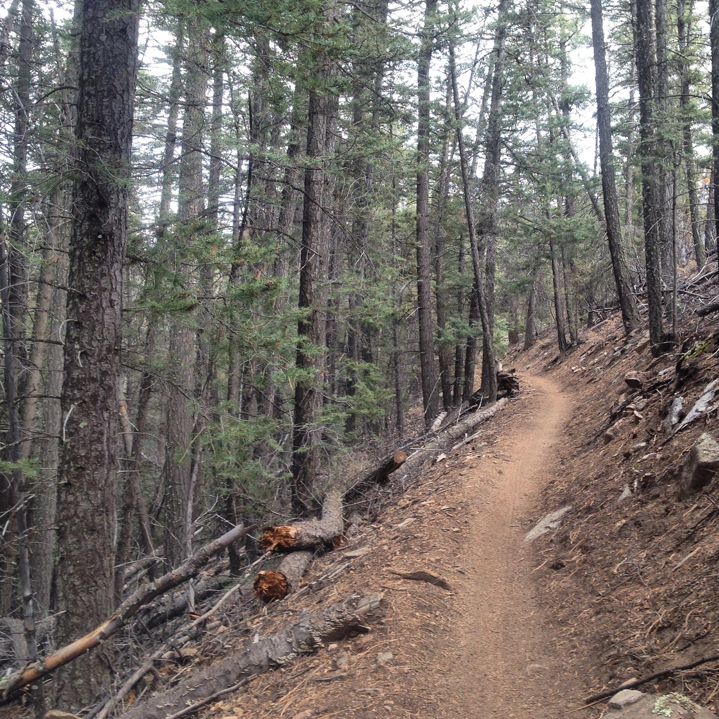 A narrow, winding dirt trail cuts through a forest of tall pine trees, with fallen logs and scattered rocks along the path. The scene is lit by soft, diffused light, creating a serene and tranquil atmosphere in a natural woodland setting. Rainbow Trail: Methodist Mountain Thd to Bear Creek Thd mountain bike trail.