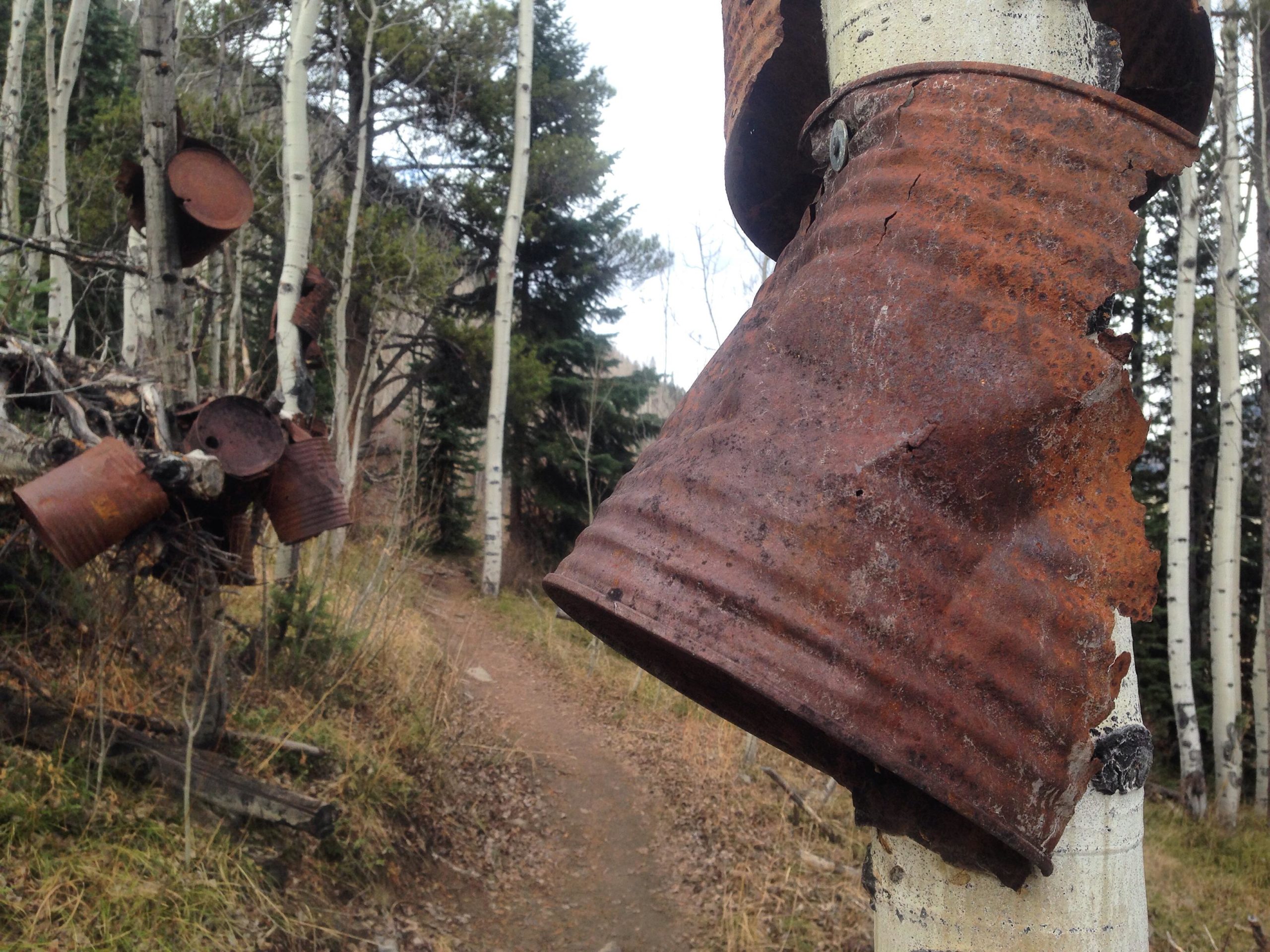 A close-up view of a rusty metal can affixed to a white aspen tree, with several other rusty cans hanging from branches nearby. A dirt path winds through the background, surrounded by green foliage and trees. Upper Lower Loop mountain bike trail.