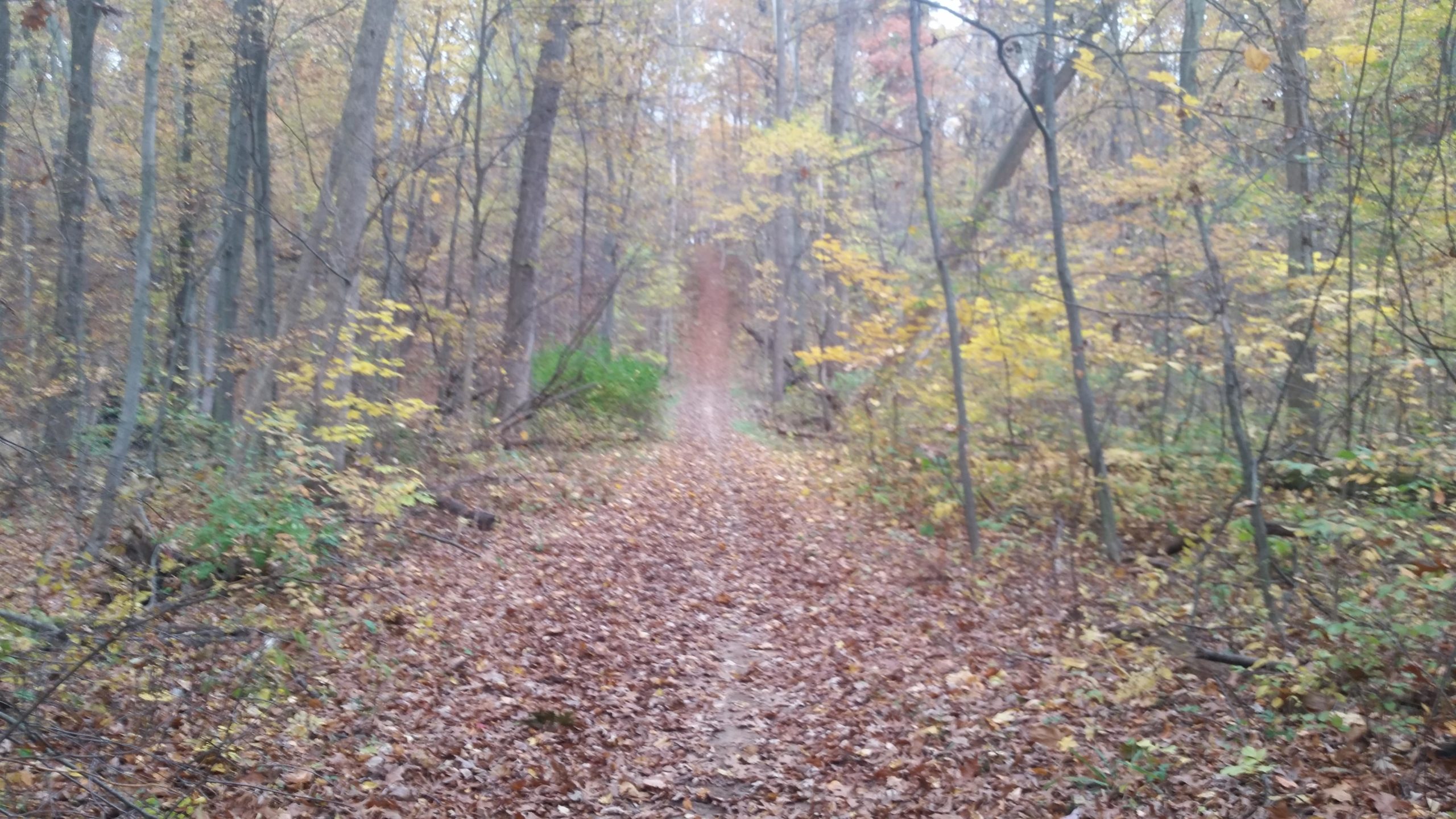 A forest path blanketed in colorful autumn leaves, surrounded by trees with yellow and green foliage. The path leads into the distance, creating a serene and tranquil natural atmosphere. Heritage Park mountain bike trail.