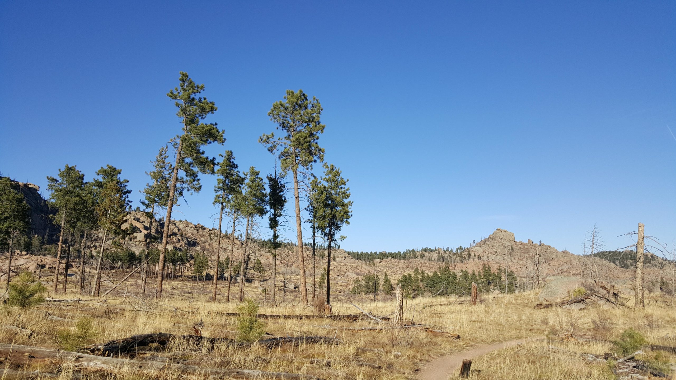 A scenic landscape featuring a rocky hillside with distant pine trees under a clear blue sky, surrounded by golden grass and fallen logs in the foreground. A dirt path winds through the terrain. Buffalo Creek mountain bike trail.