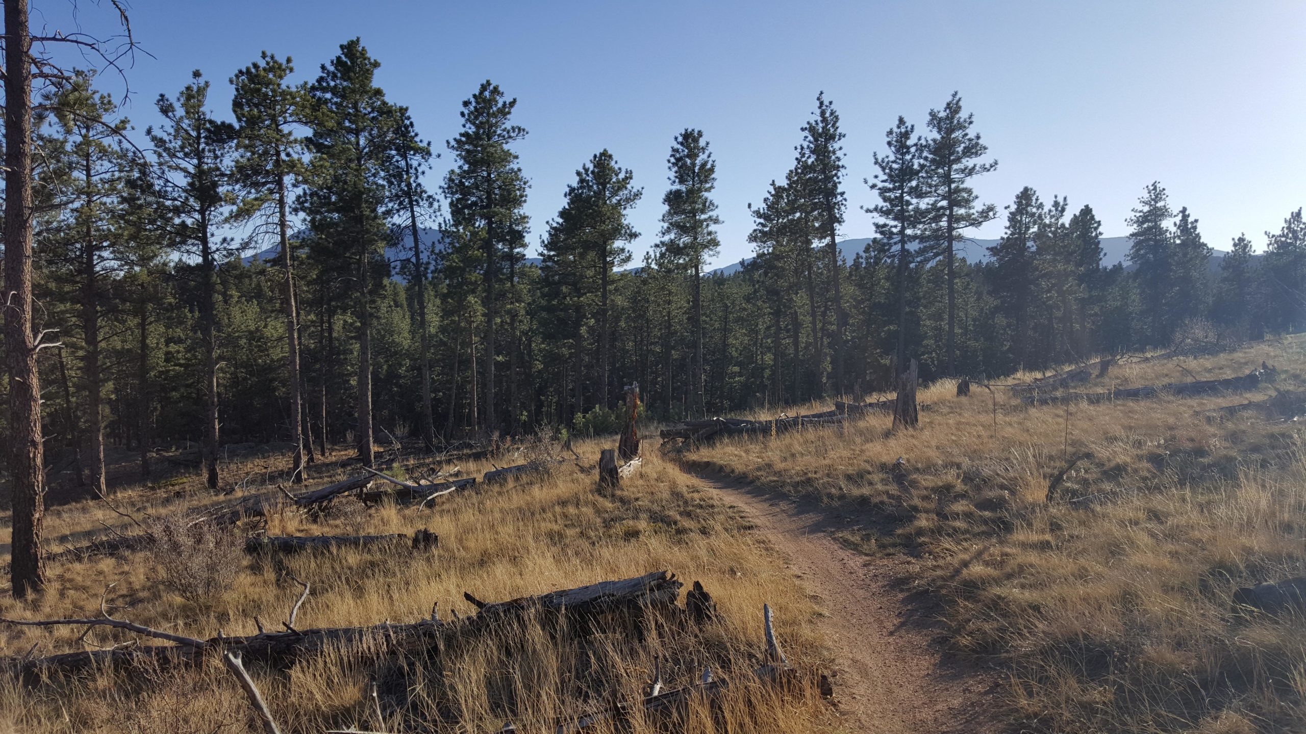 A winding dirt path through a forested area, surrounded by tall pine trees and scattered fallen logs. The landscape features patches of golden grass under a clear blue sky. Buffalo Creek mountain bike trail.
