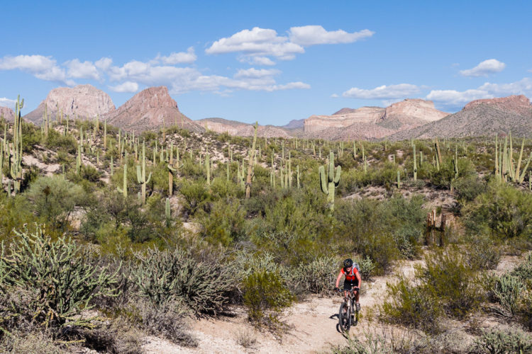A mountain biker navigates a dirt trail surrounded by towering saguaro cacti and vibrant desert vegetation, set against a backdrop of rugged mountains and a clear blue sky dotted with fluffy clouds.