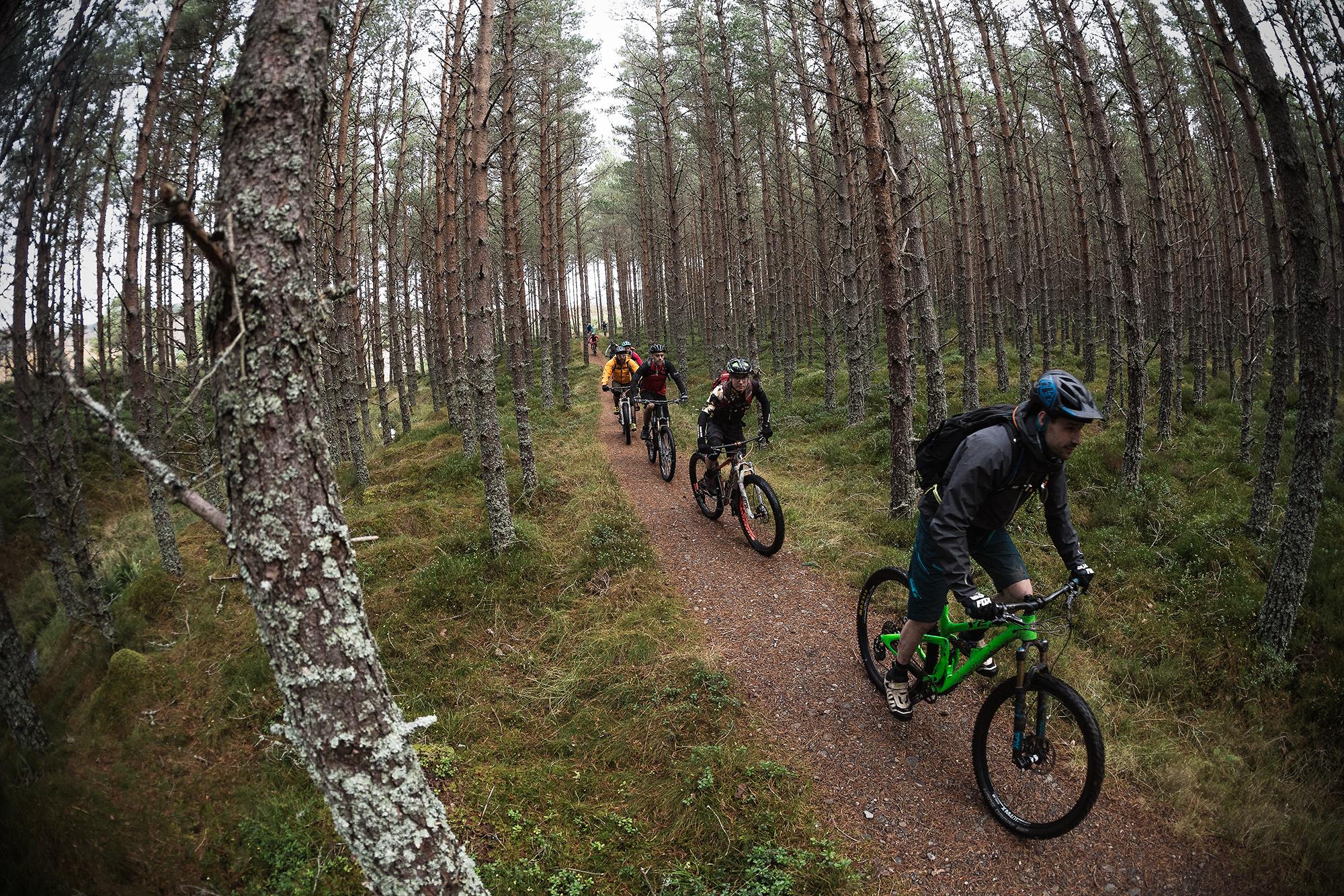 A group of mountain bikers riding along a narrow path through a dense coniferous forest. The trail is surrounded by tall, straight trees with visible bark textures, and the ground is covered in lush green grass and foliage. The bikers are wearing helmets and various outdoor gear, showcasing a mix of colors as they navigate the trail. River Feshie Trail mountain bike trail.