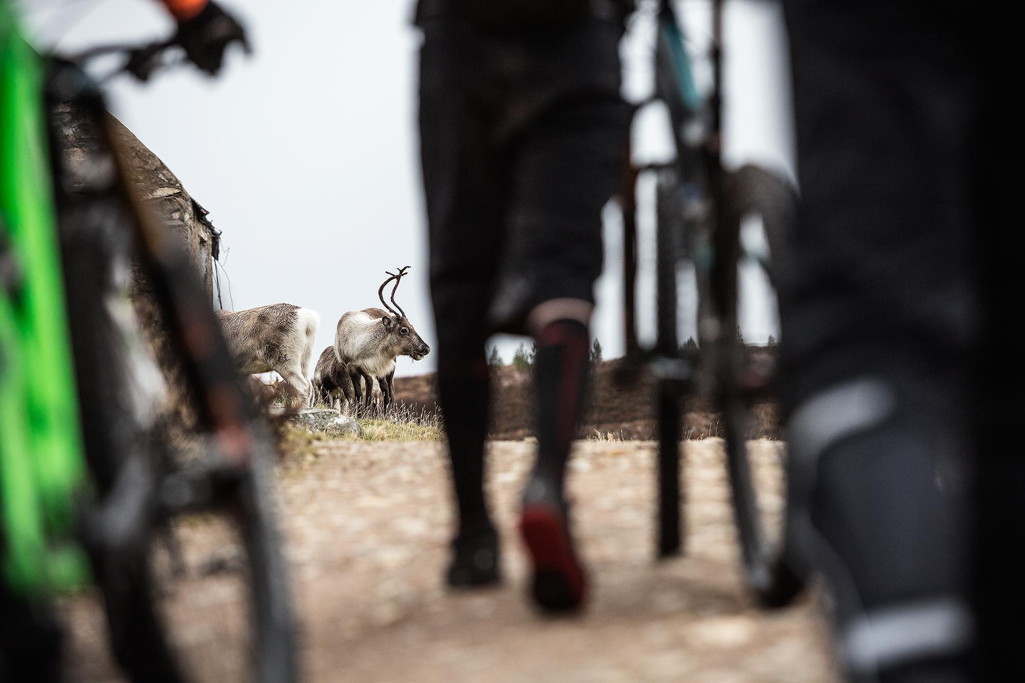A group of mountain bikers walking along a dirt path, with a couple of reindeer in the background. The scene captures the natural landscape, blending wildlife with outdoor adventure. Rhyvoan Pass mountain bike trail.