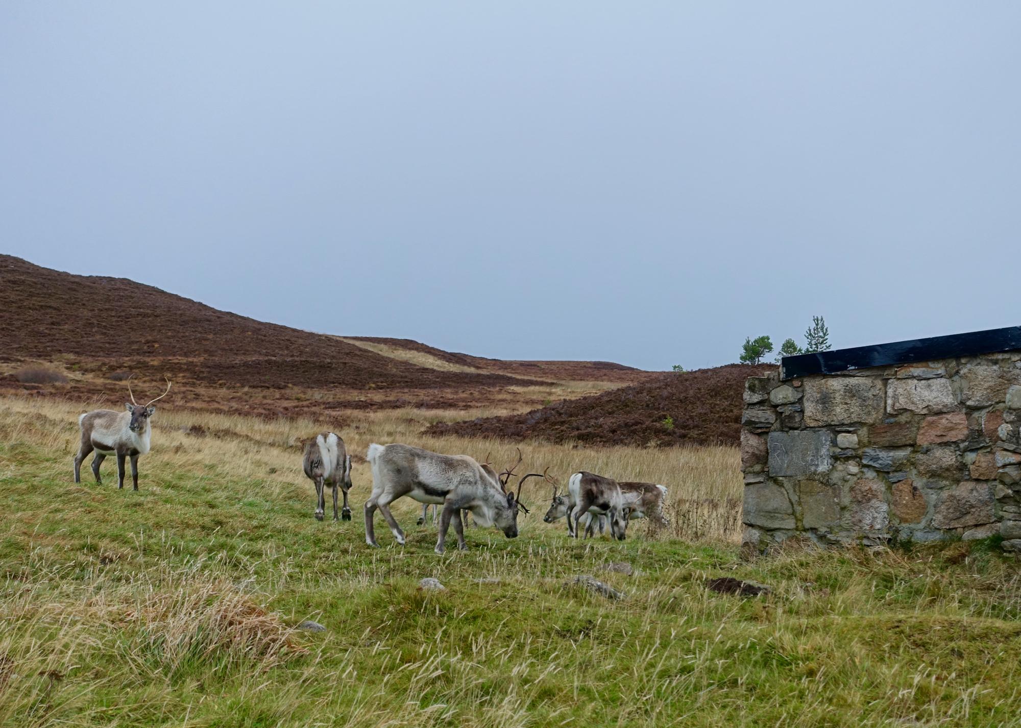 A group of reindeer grazing in a grassy field surrounded by gentle hills and a stone wall. The sky is overcast, creating a muted atmosphere. Rhyvoan Pass mountain bike trail.