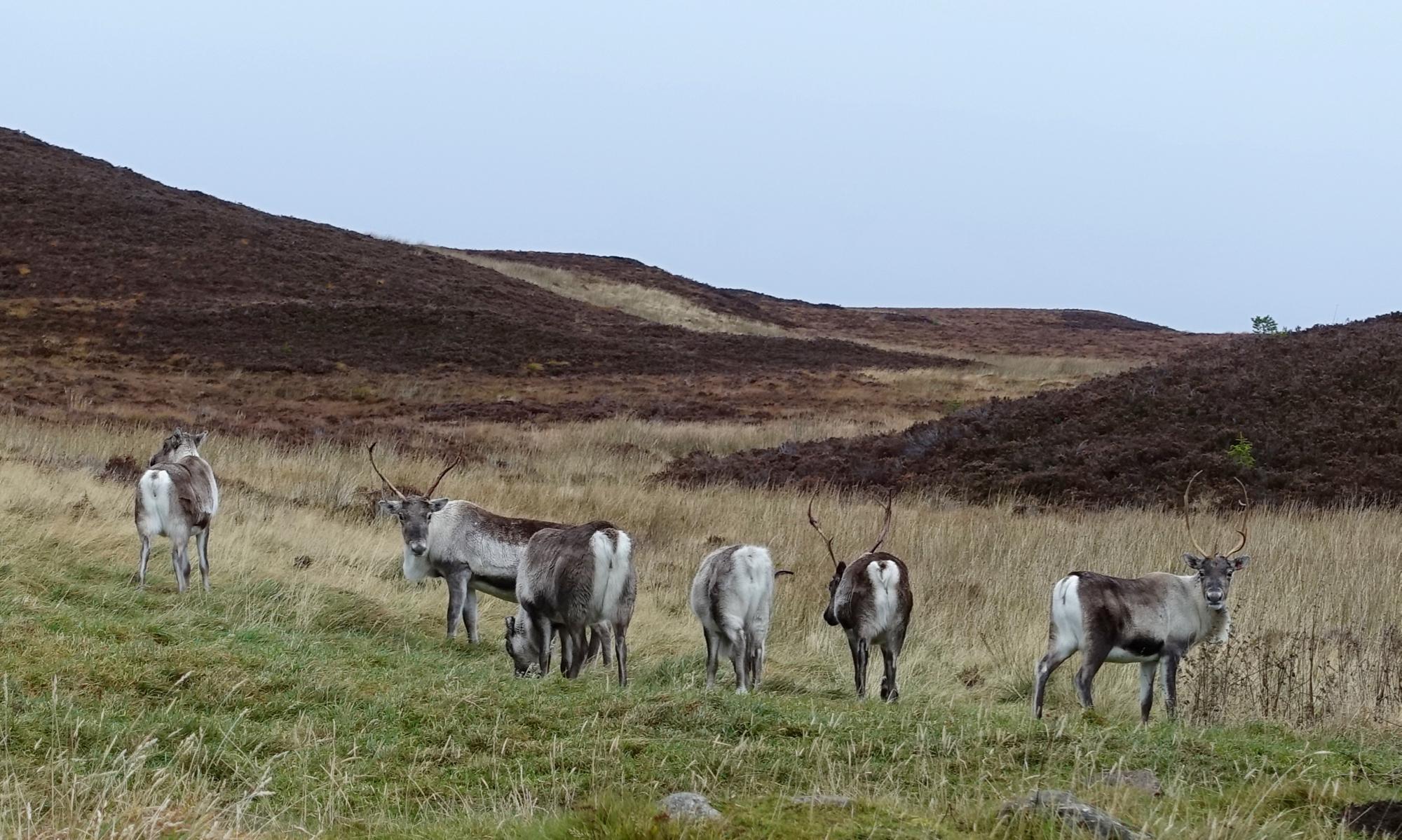 A group of reindeer in a grassy field, with rolling hills covered in heather in the background. The animals are mostly facing away from the viewer, with one reindeer looking towards the camera. The sky is overcast, creating a muted and serene atmosphere. Rhyvoan Pass mountain bike trail.