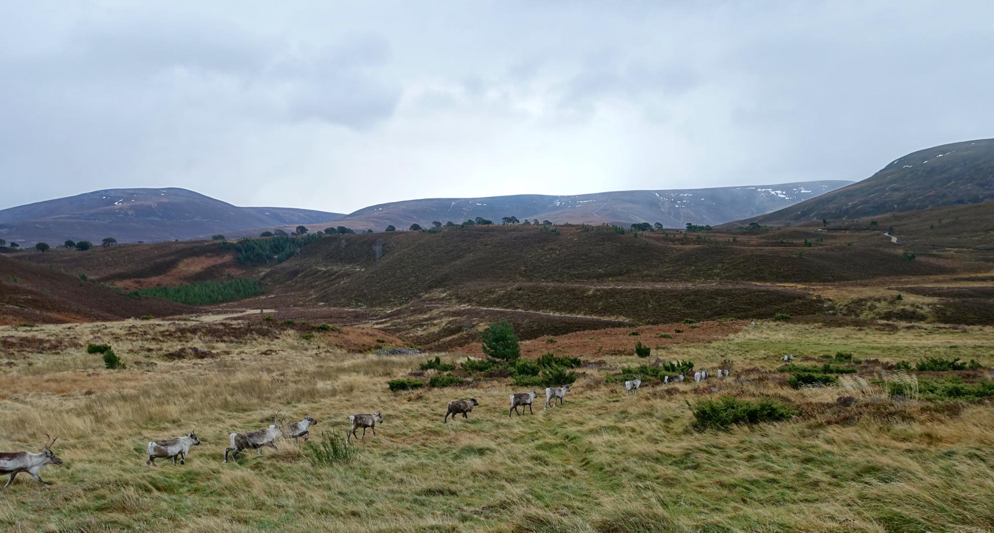 A landscape featuring a group of reindeer grazing in a grassy field, surrounded by rolling hills and distant mountains, under a cloudy sky. Rhyvoan Pass mountain bike trail.