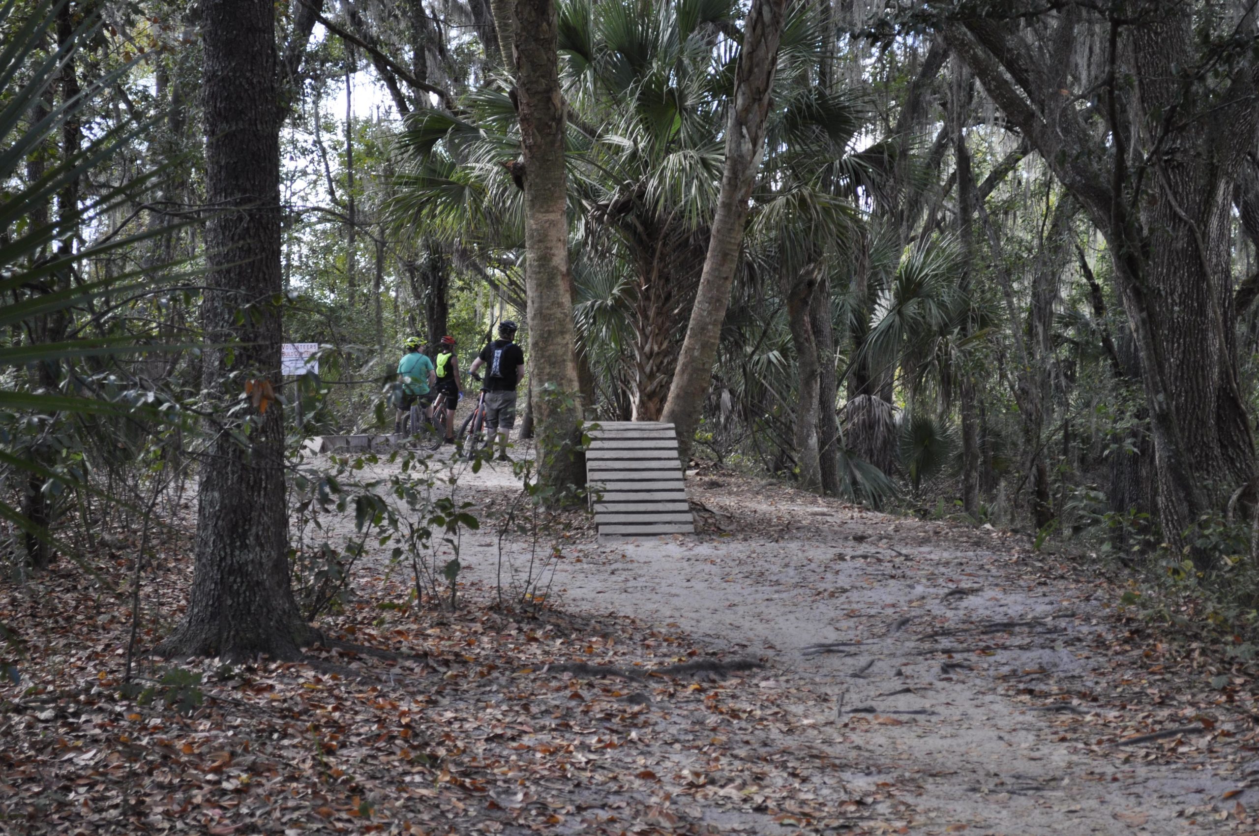 A dirt path in a wooded area, with a group of cyclists standing near a set of wooden steps leading up a small incline. Surrounding the path are dense trees and palm plants, and fallen leaves cover the ground, indicating a natural, forested environment. Alafia River State Park mountain bike trail.